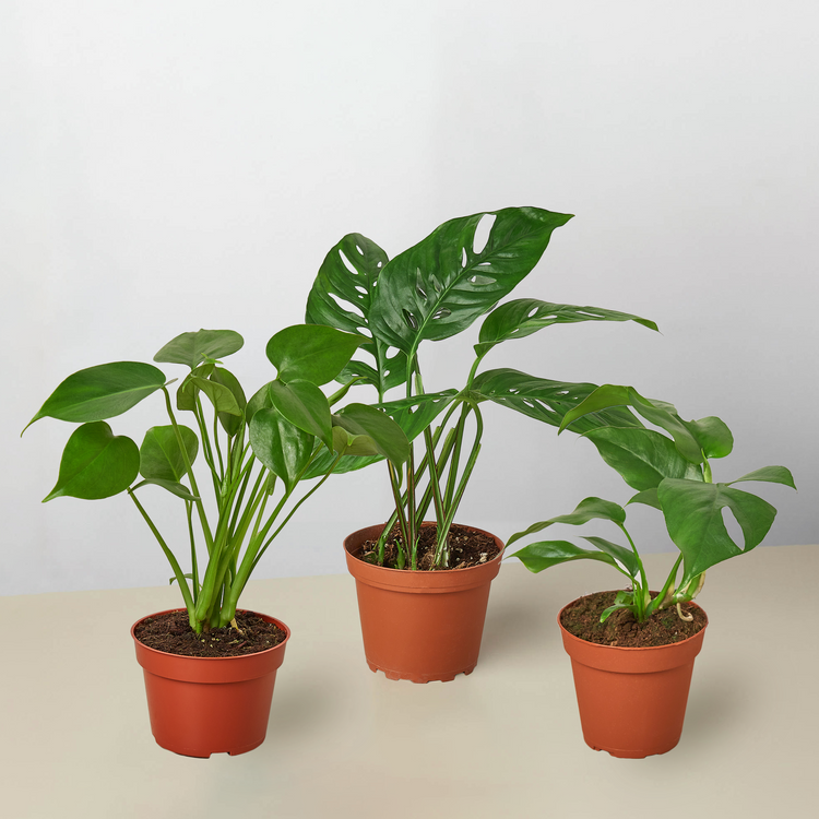 House Plant Collection (Free Shipping)