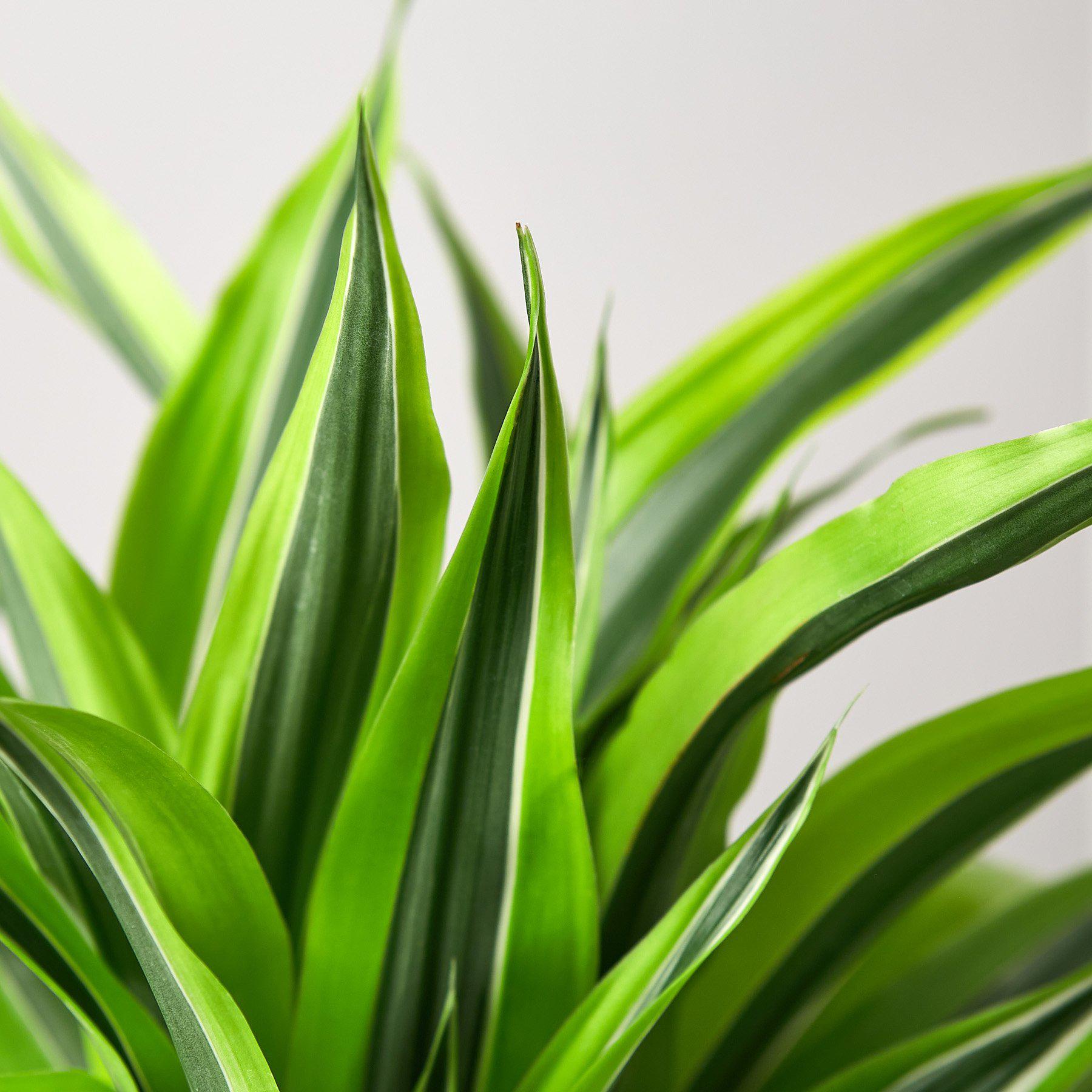 Dracaena 'Lemon Lime' 4