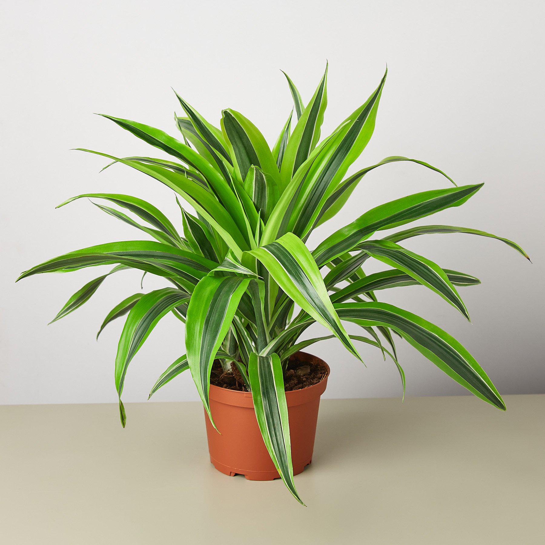 dracena lime Dracaena Deremensis 'Lemon Lime' 6