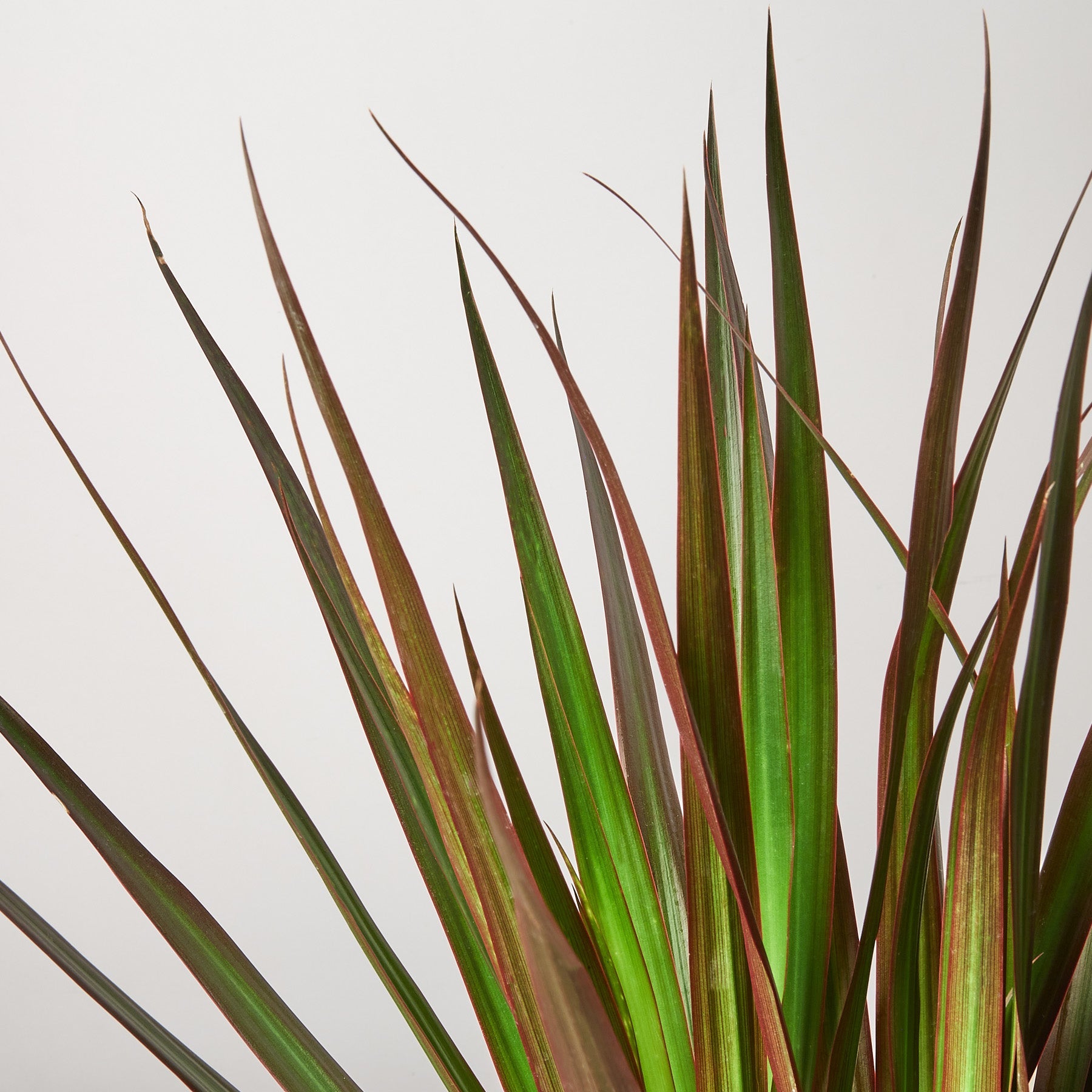 magenta dracaena plant Dracaena Marginata Magenta 65-85F
