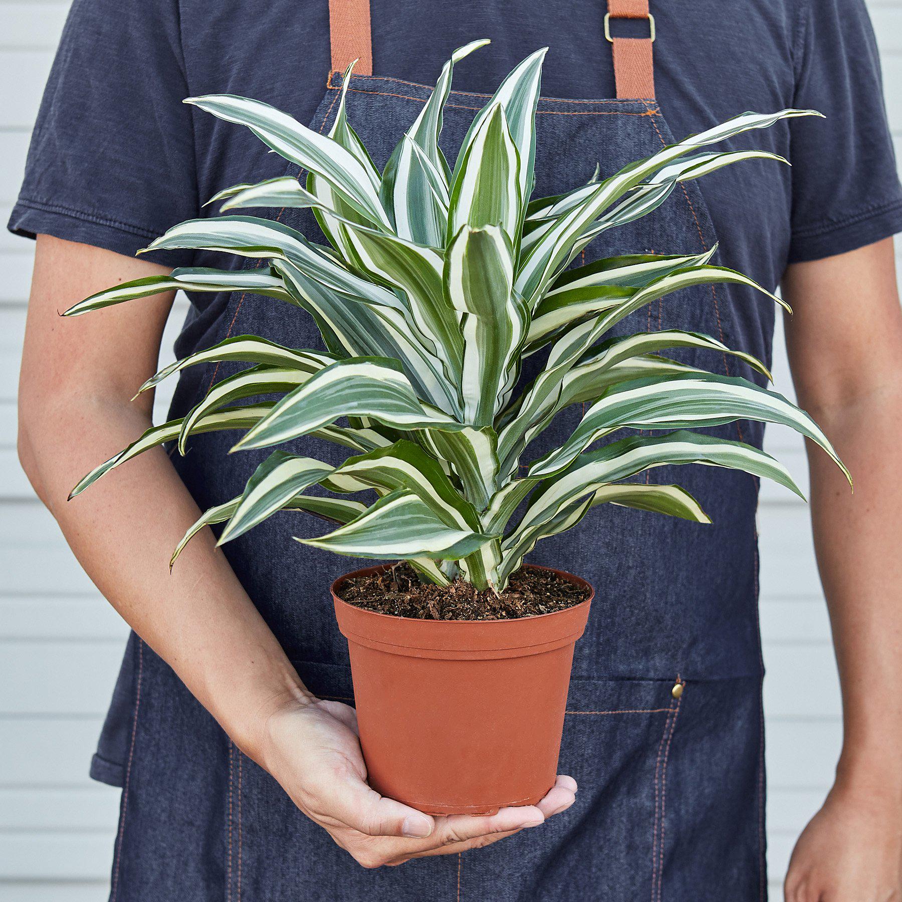 dracaena warneckii jumbo Dracaena Warneckii 'White Jewel' 4" Pot