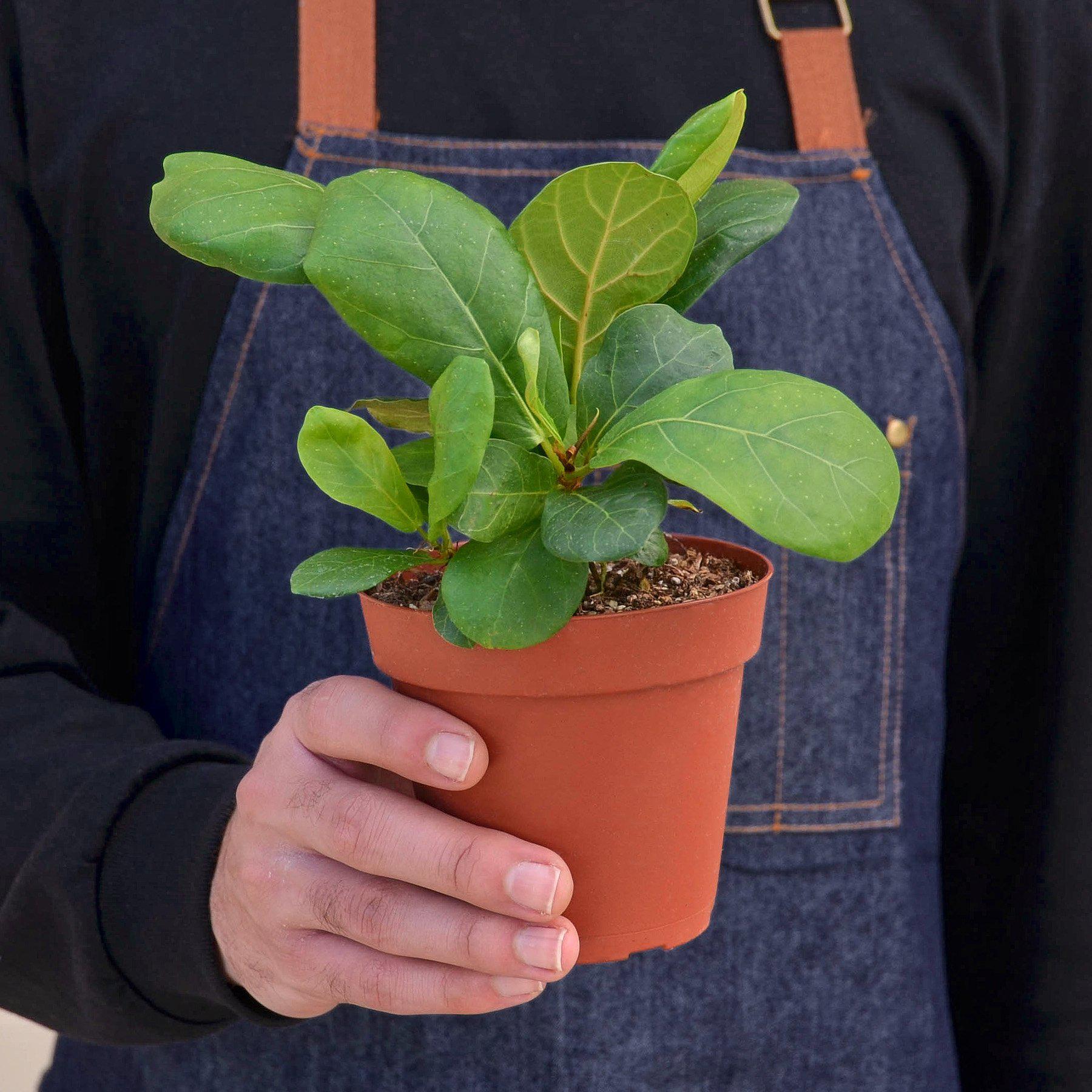 fiddle leaf fig from seed Ficus Lyrata 'Fiddle Leaf Fig'
