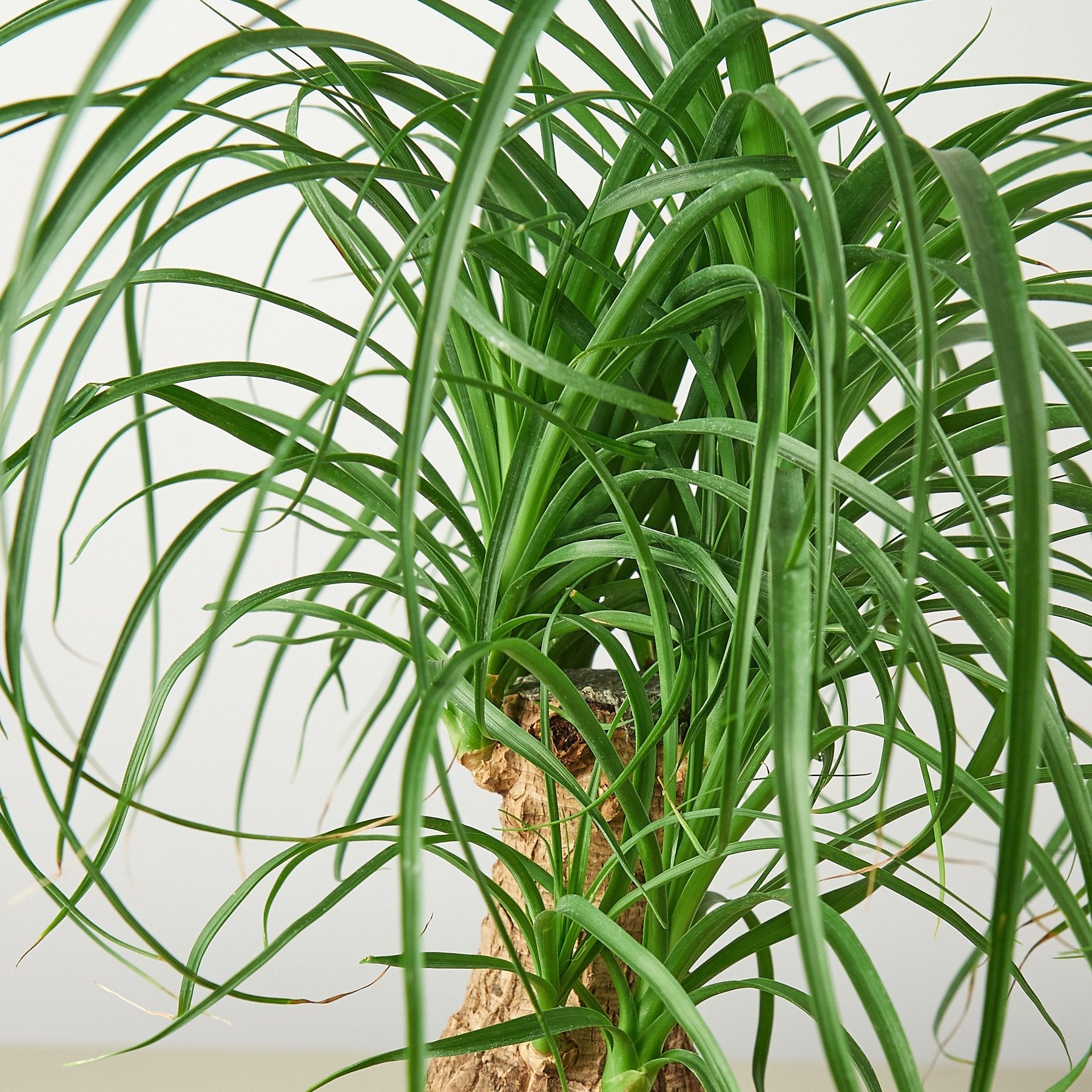 media for ponytail palms Palm Ponytail 4" Pot / Nursery