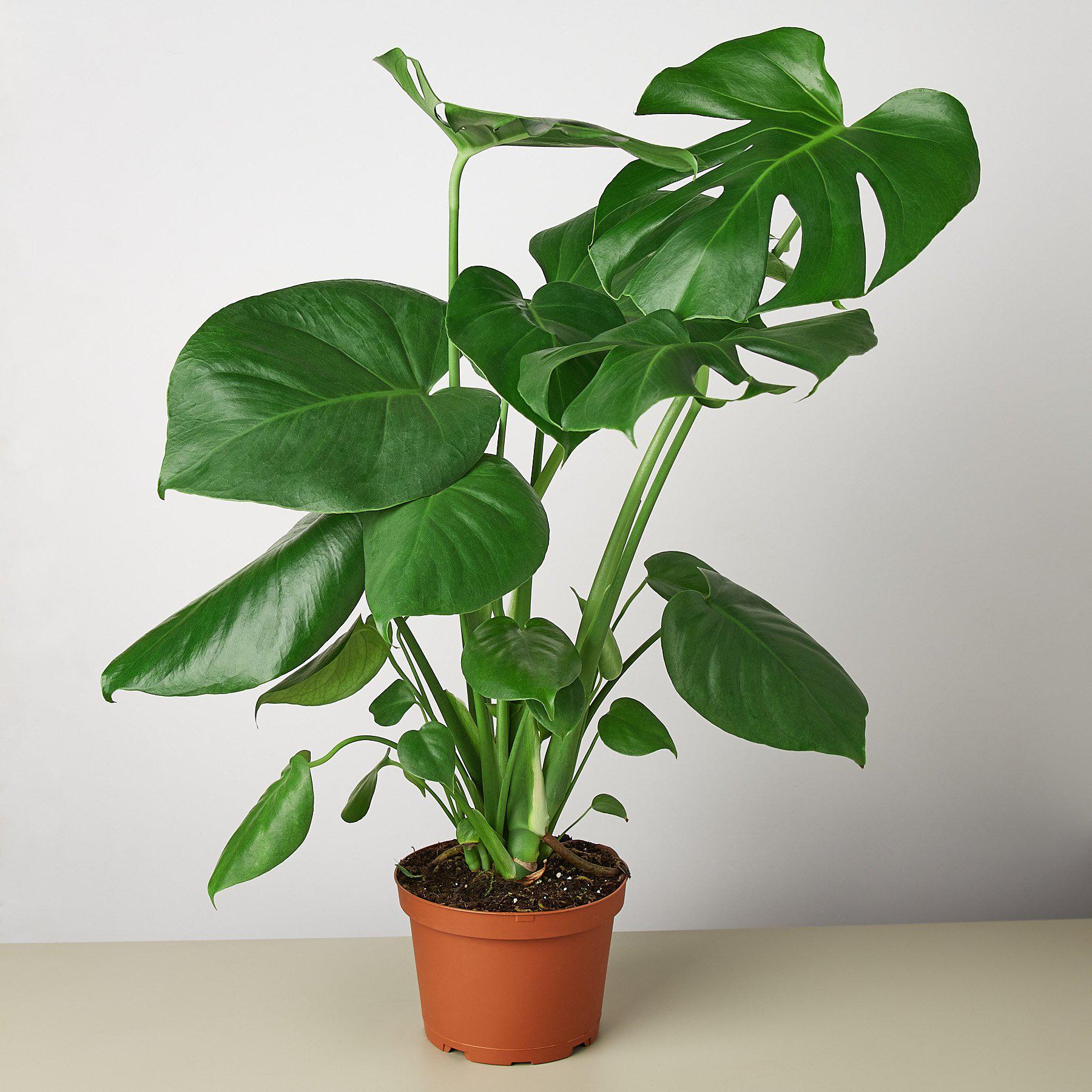 monster house plant Monstera 'Split-Leaf' 8" Pot / Nursery Pot