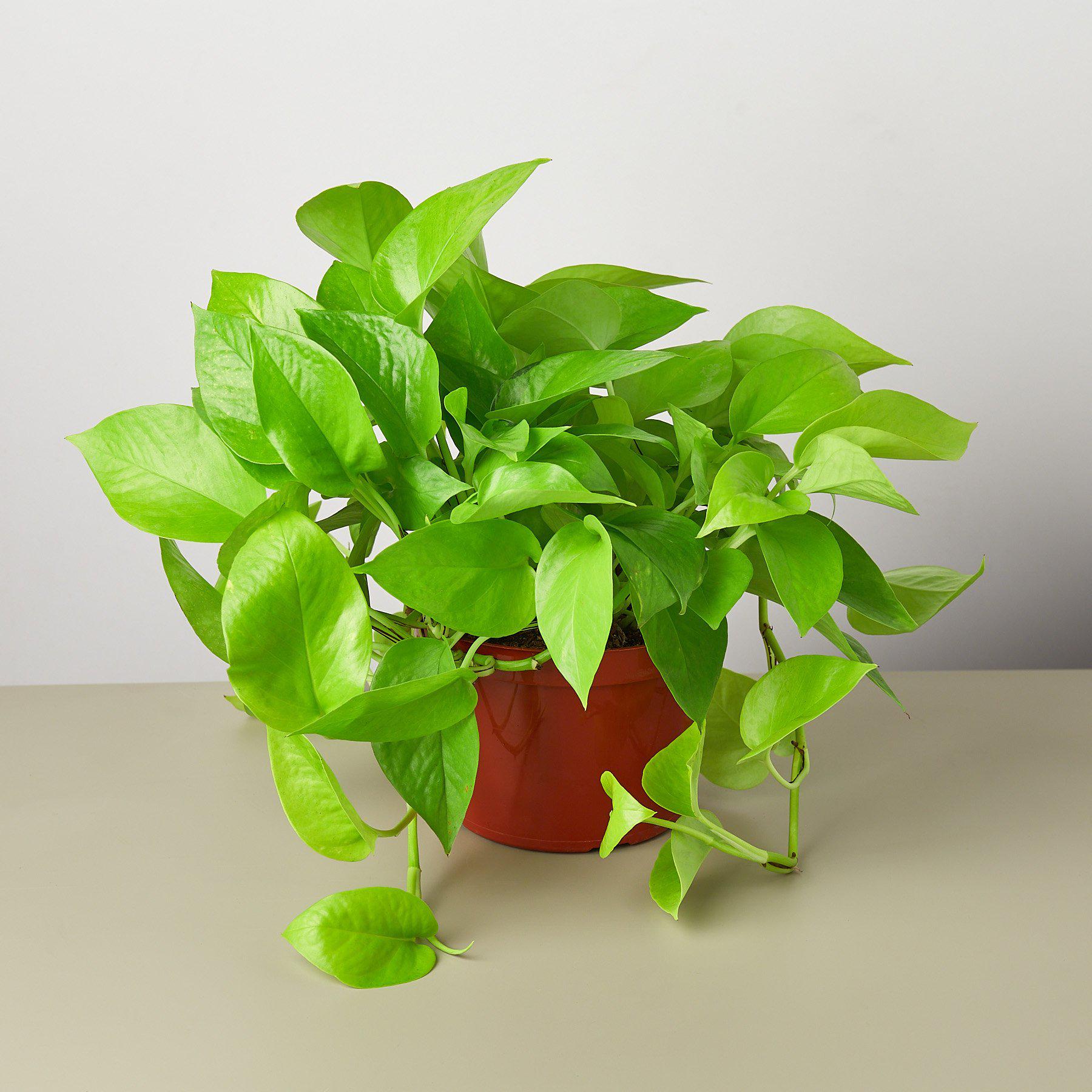 neon pothos online Pothos 'Neon' 6" Pot