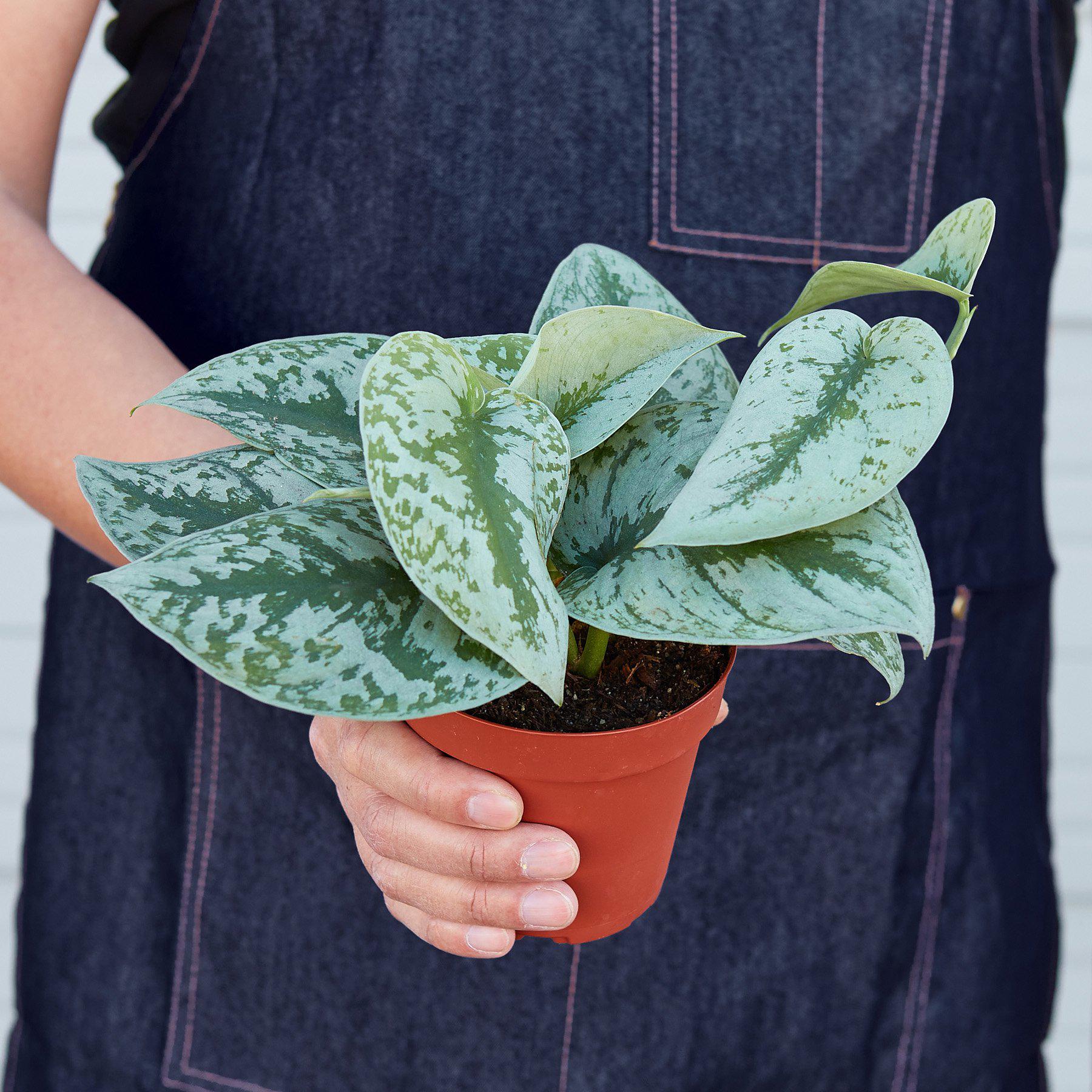 10 snake plant in austin tx 6 Sansevieria