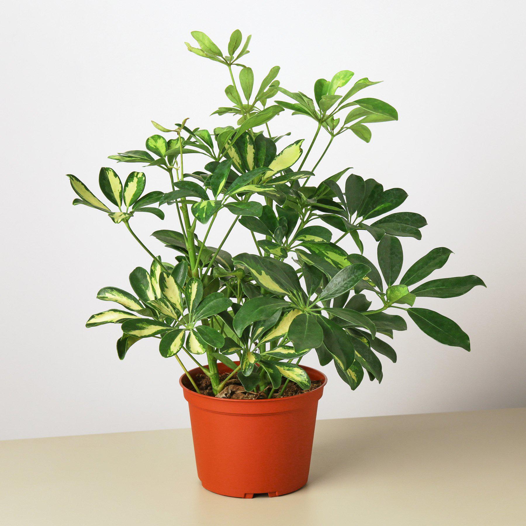 japanese blueberry variegated schefflera arboricola Schefflera 'Variegated' 4" Pot