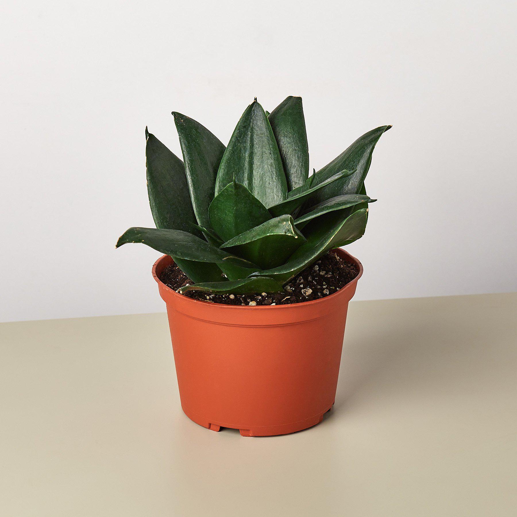 sansevieria trifasciata jade Snake Plant 'Jade' 4" Pot