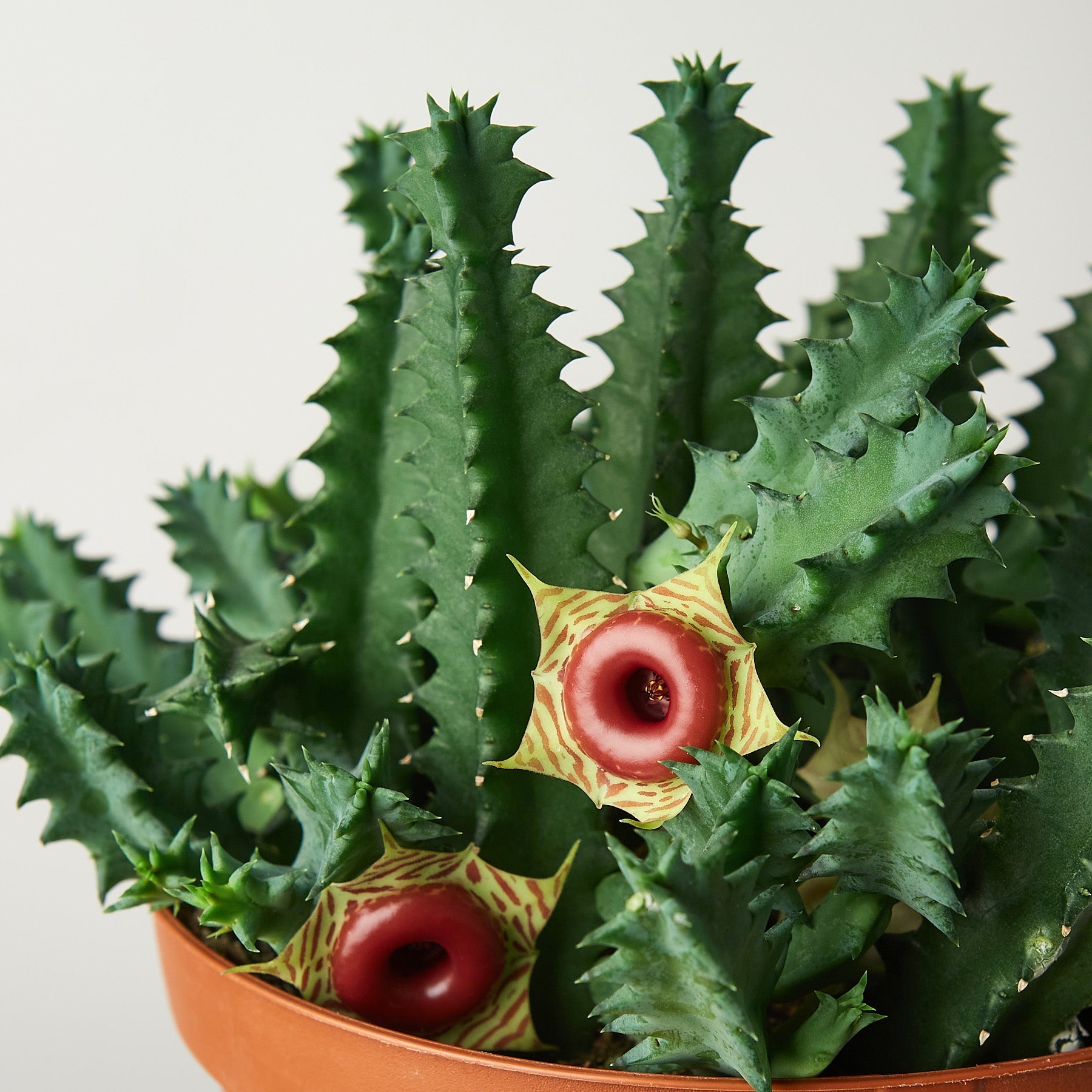 lifesaver cactus succulent Lifesaver Cactus