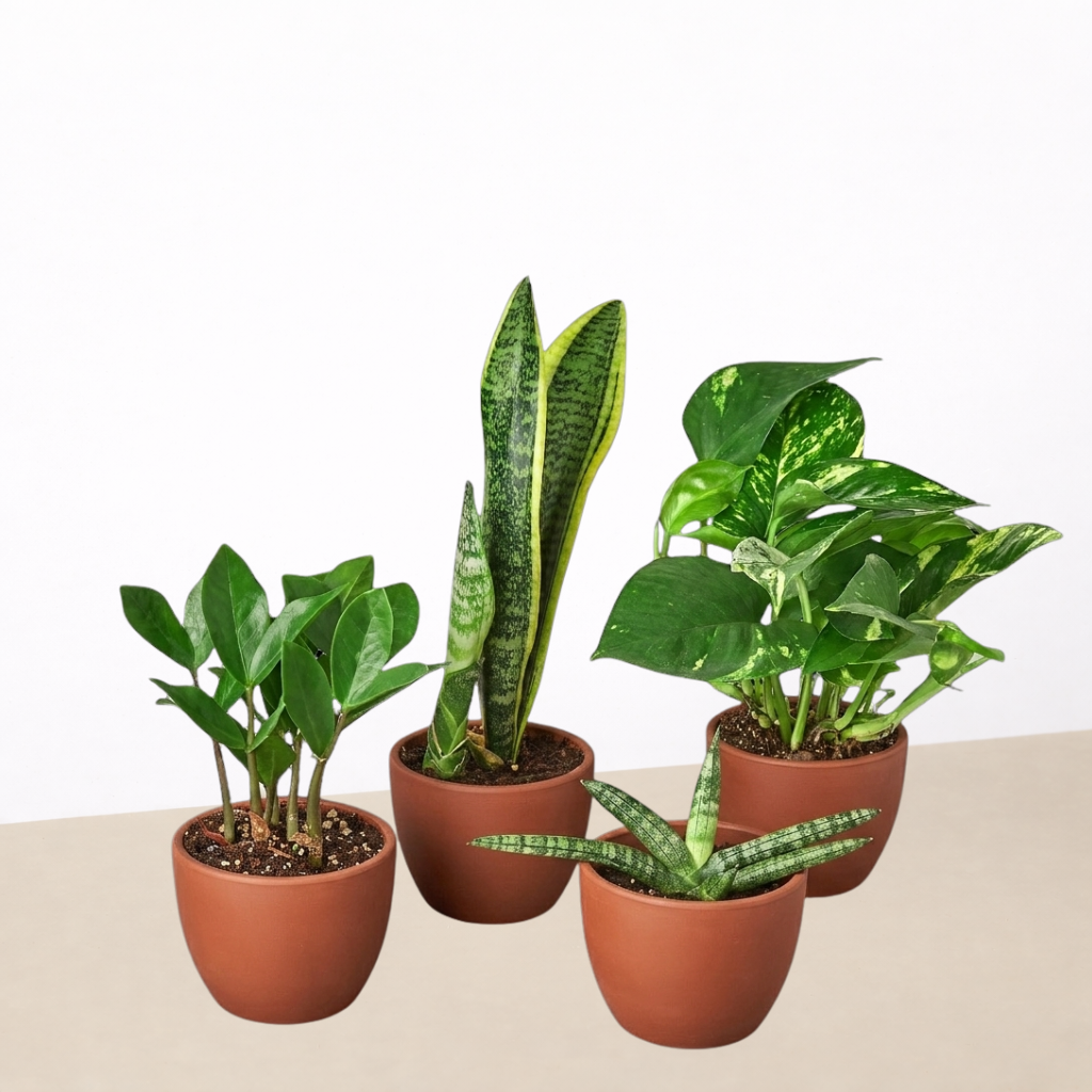 Easy Care Variety Bundle