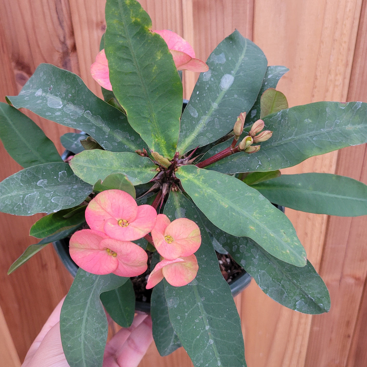 Crown of Thorns - Euphorbia milii