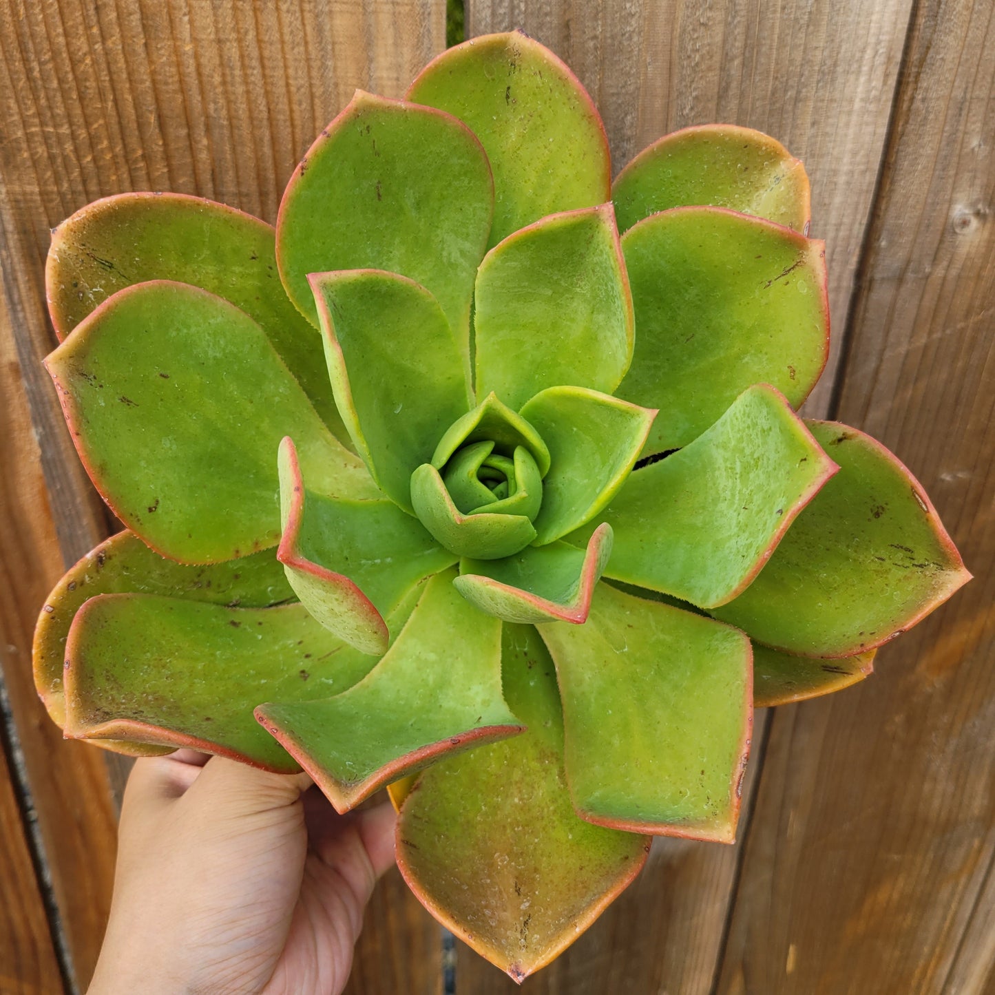 Aeonium nobile