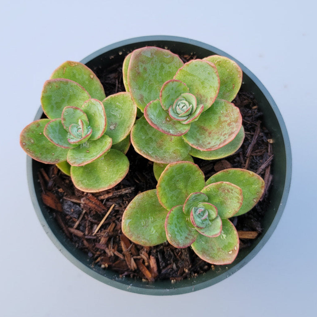 SunSparkler® Sedum 'Lime Zinger'