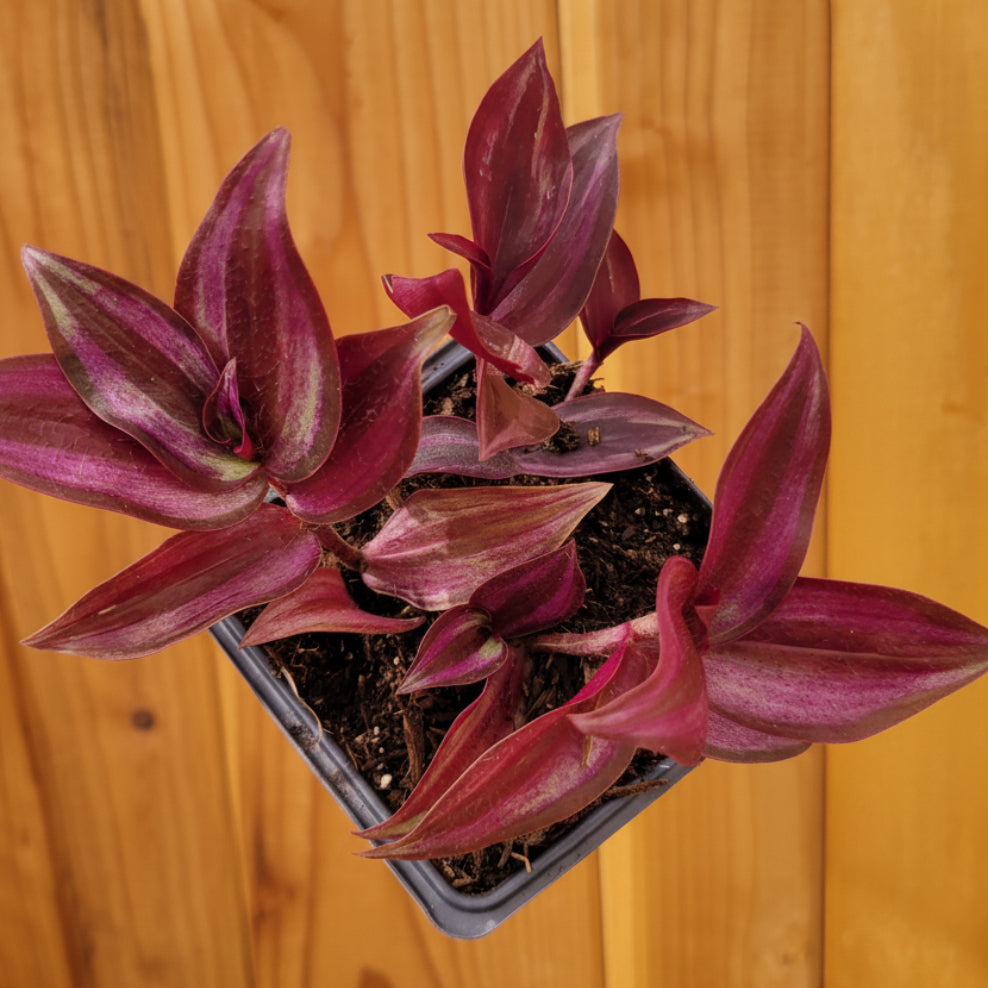 Tradescantia zebrina Violet Wandering Dude