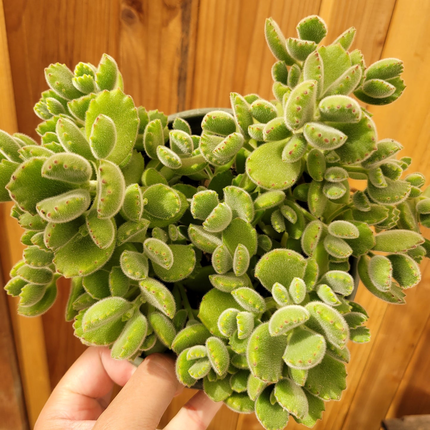 Cotyledon tomentosa Bear's Paw