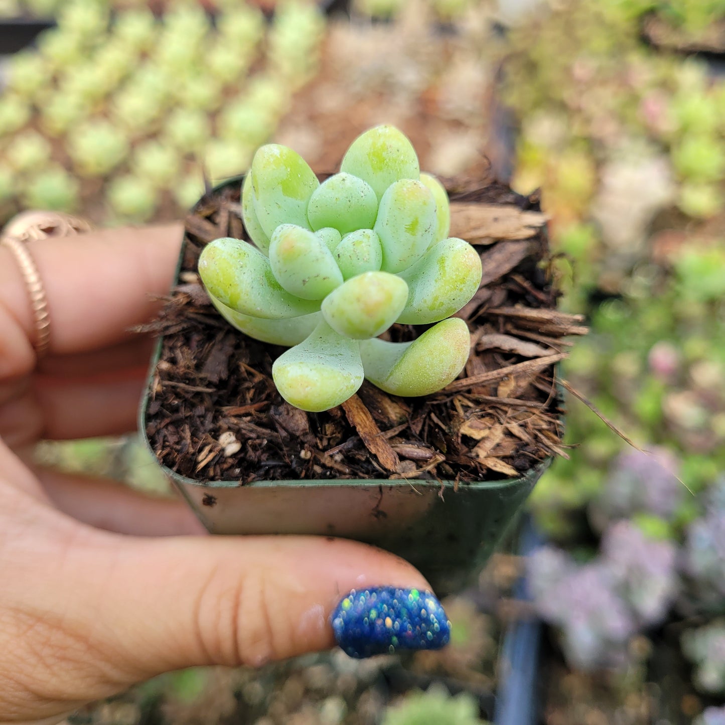 Sedum treleasei
