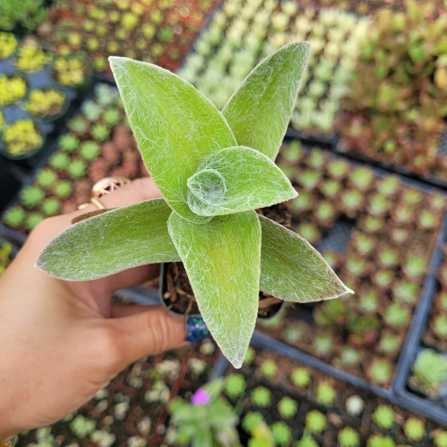 Tradescantia sillamontana 'White Velvet' Wandering Dude