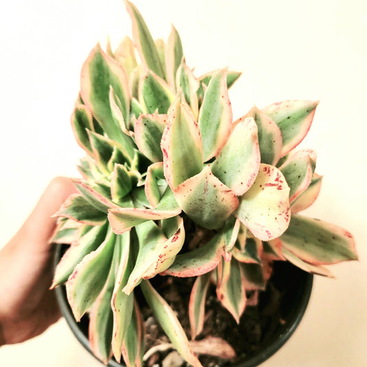 Aeonium Sunburst Crest