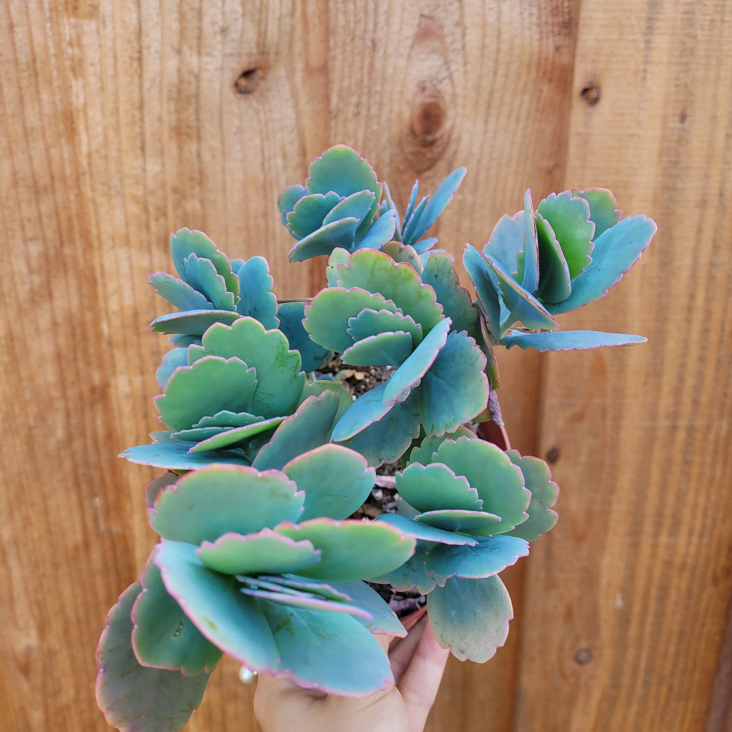 Kalanchoe fedtschenkoi 'Majestic Scallops'