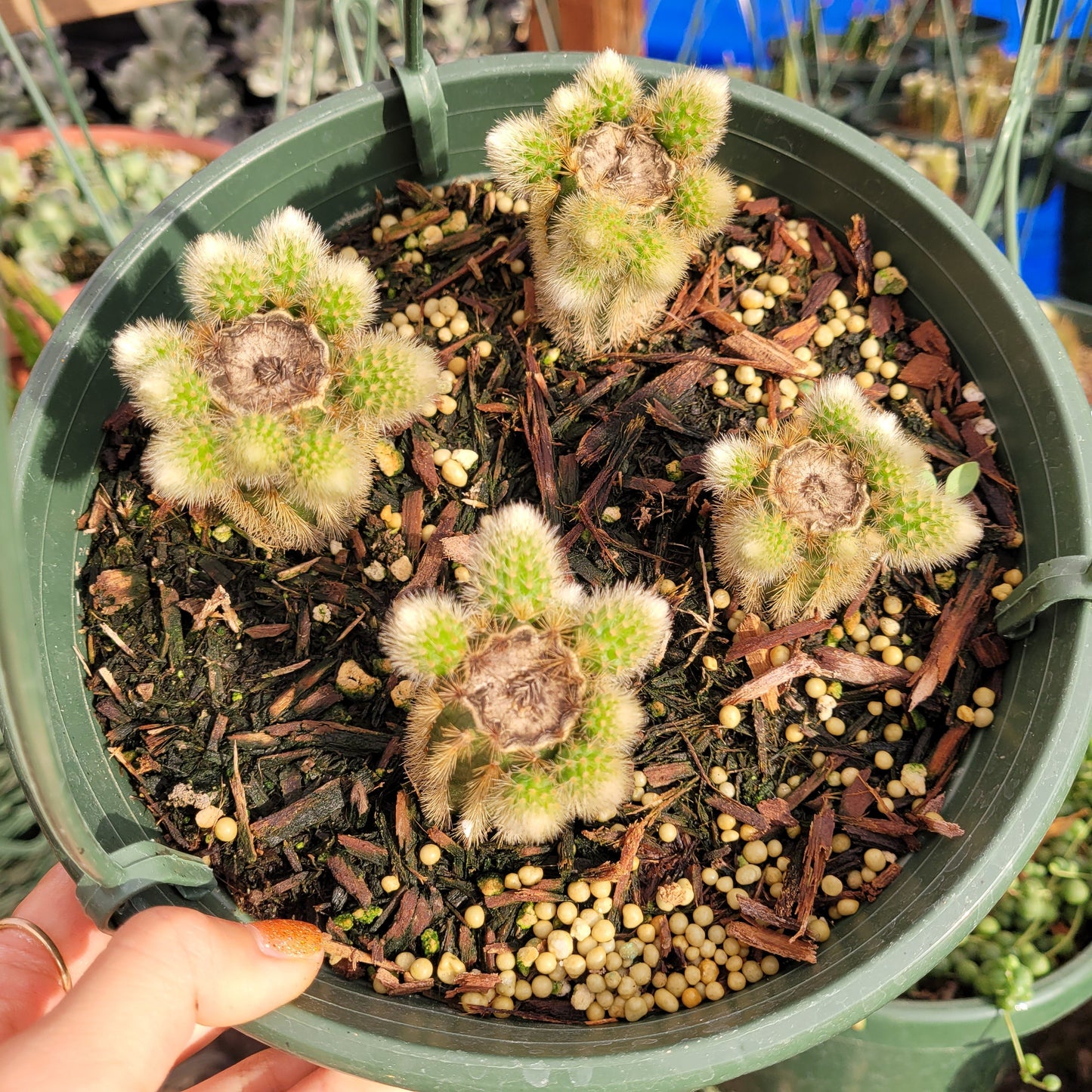 Cleistocactus winteri Golden Rat Tail