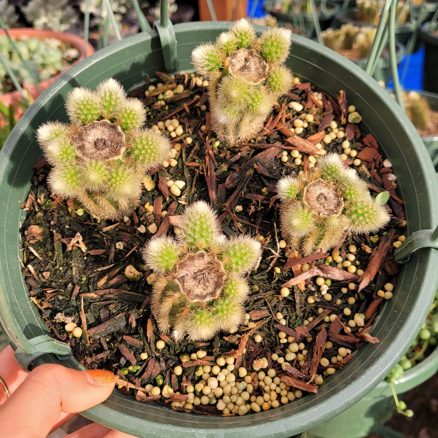 Cleistocactus winteri Golden Rat Tail
