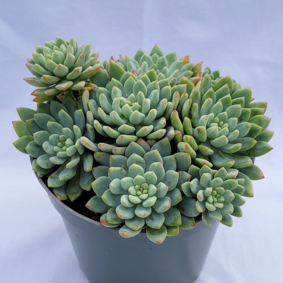 Sedeveria 'Blue Elf'