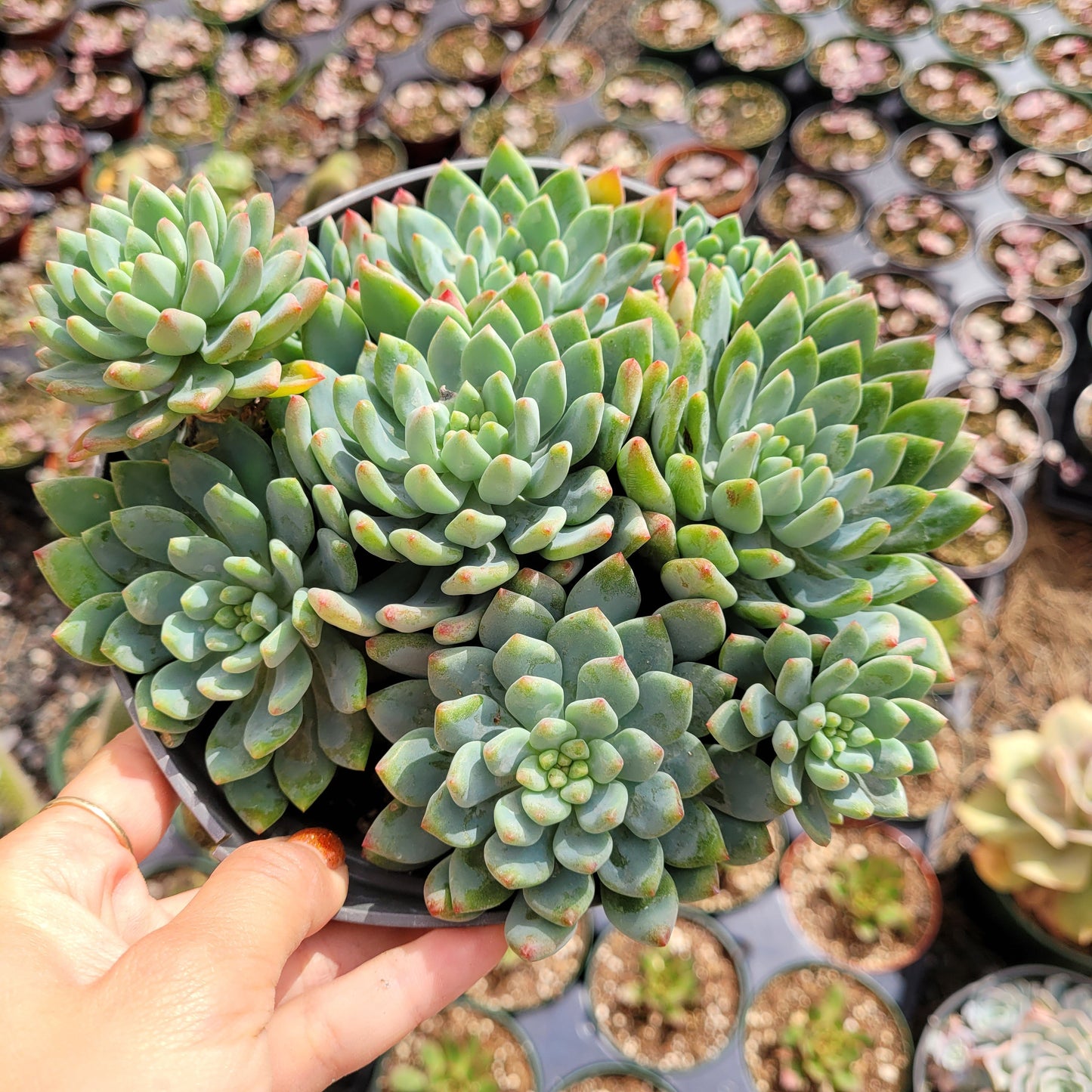 Sedeveria 'Blue Elf'