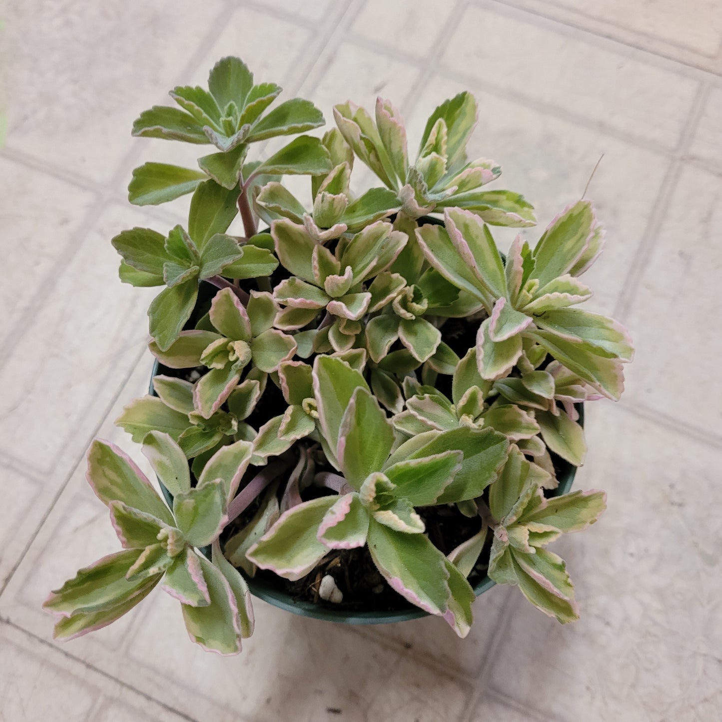 Plectranthus neochilus Variegated 'Mike's Fuzzy Wuzzy'