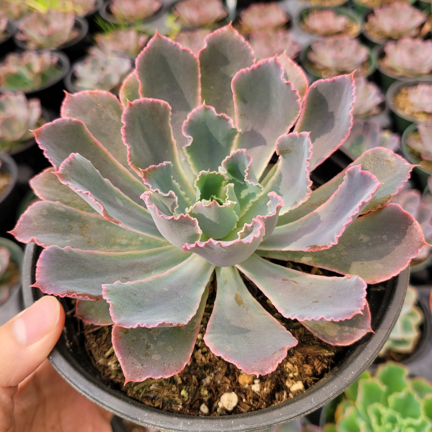 Echeveria 'Neon Breakers'