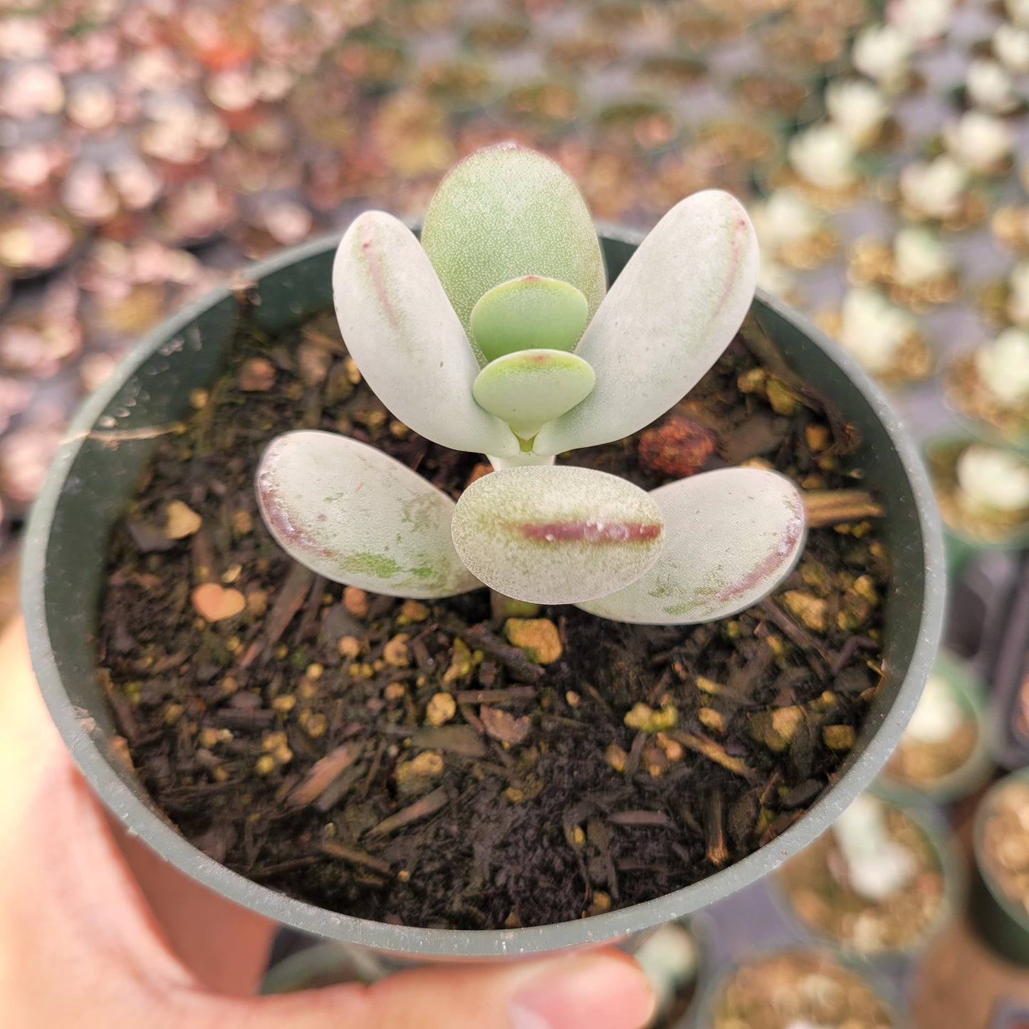 Cotyledon orbiculata 'Ping Pong'