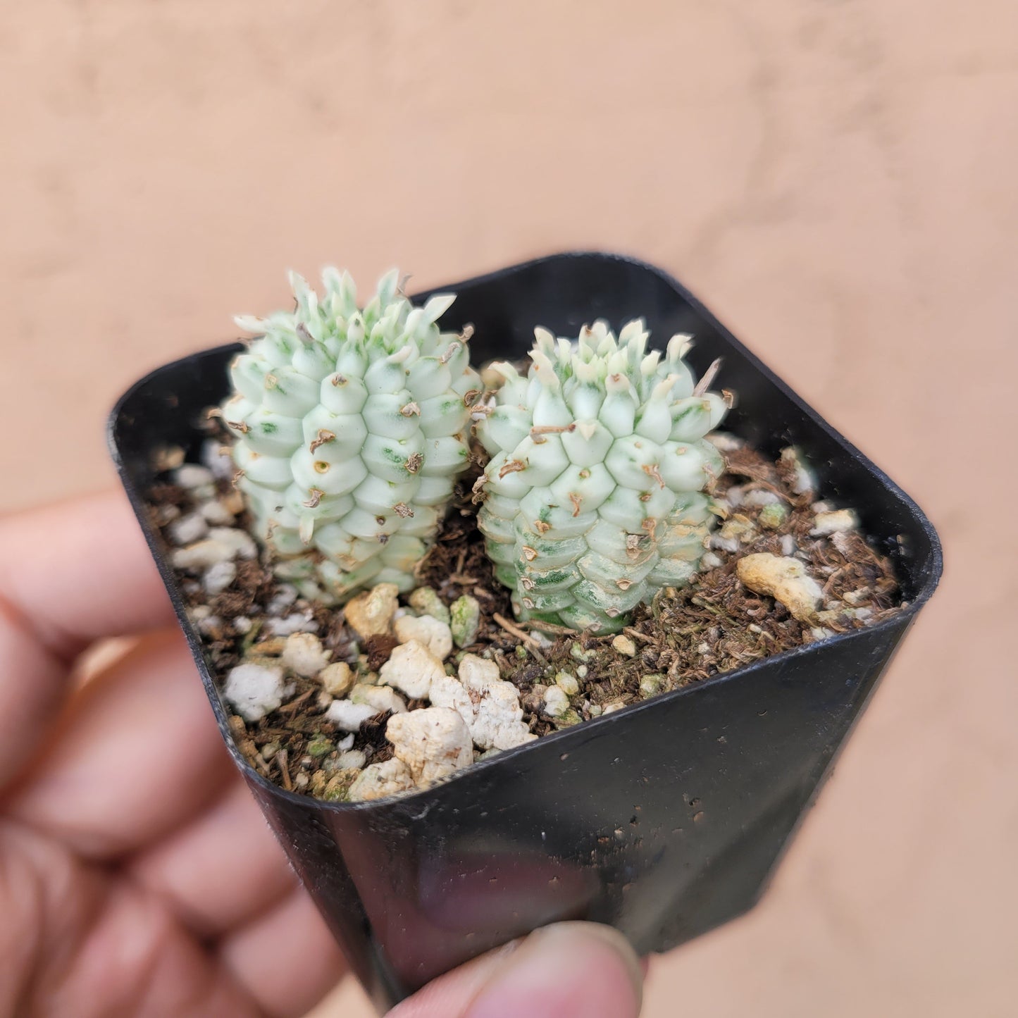 Variegated Corn Cob Cactus Euphorbia mammillaris