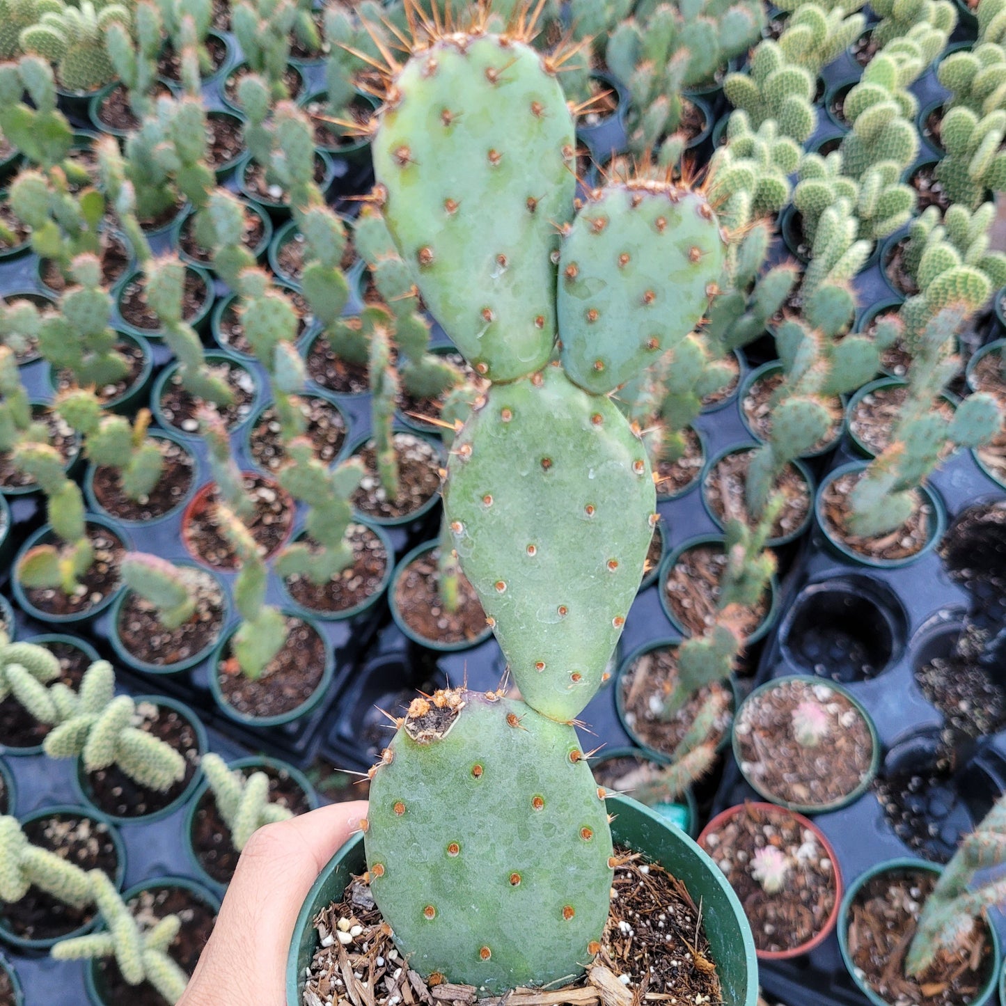 Opuntia santarita Santa Rita Purple Prickly Pear Cactus