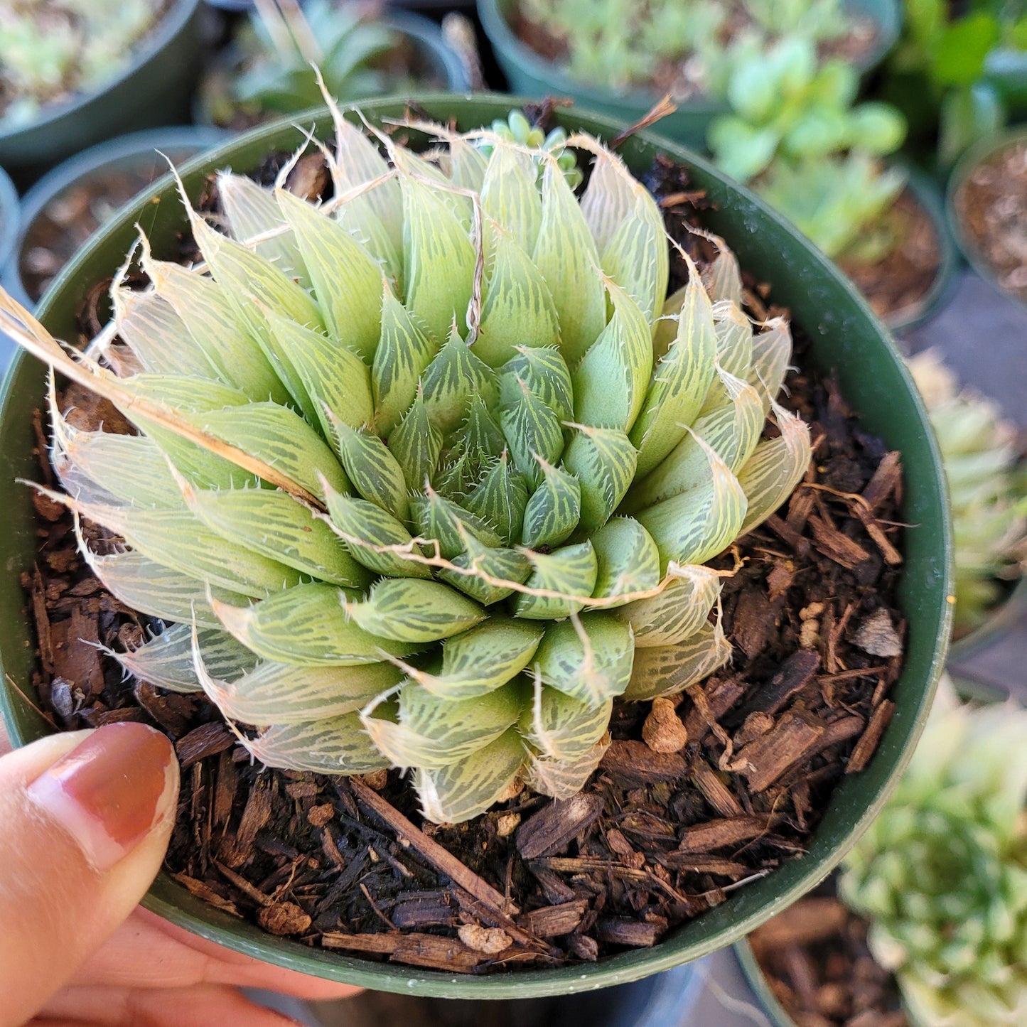 Haworthia cymbiformis 'Cathedral Window Haworthia'
