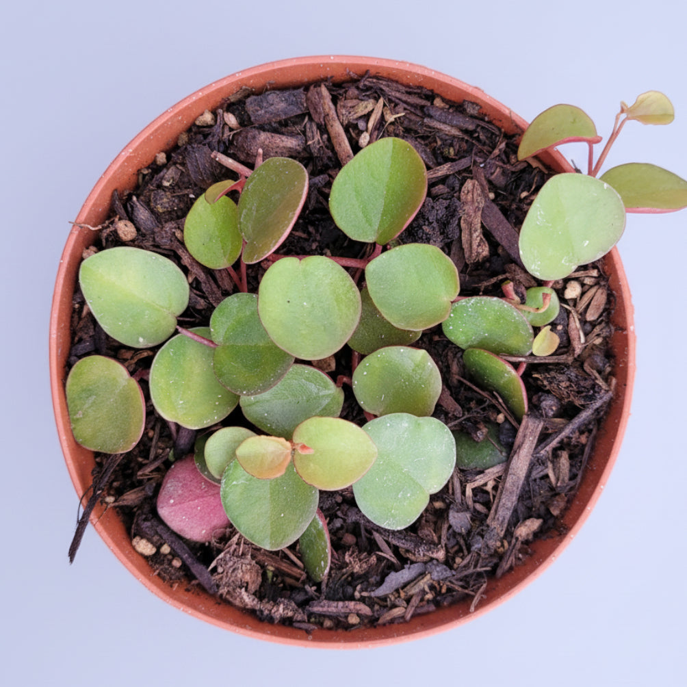 Peperomia 'Ruby Cascade'