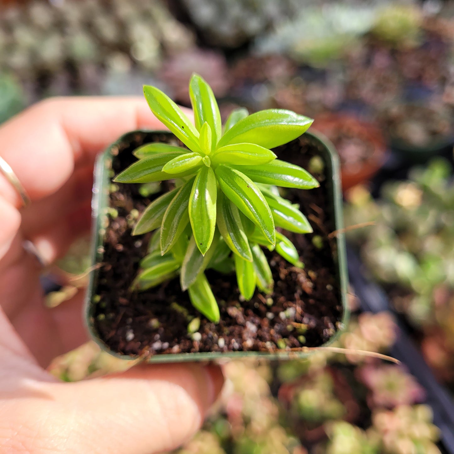 Peperomia axillaris