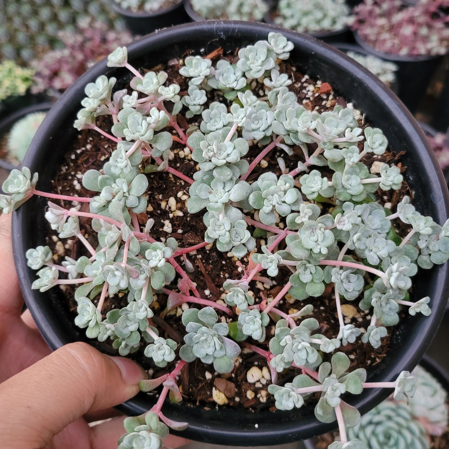 Sedum spathulifolium 'Cape Blanco' Stonecrop