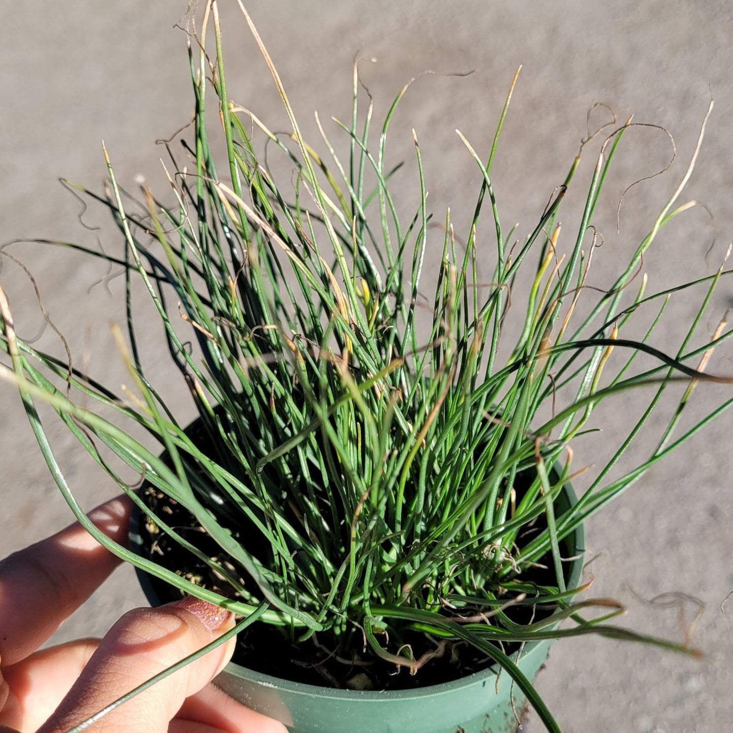 Albuca polyphylla 'Augrabies Hills'