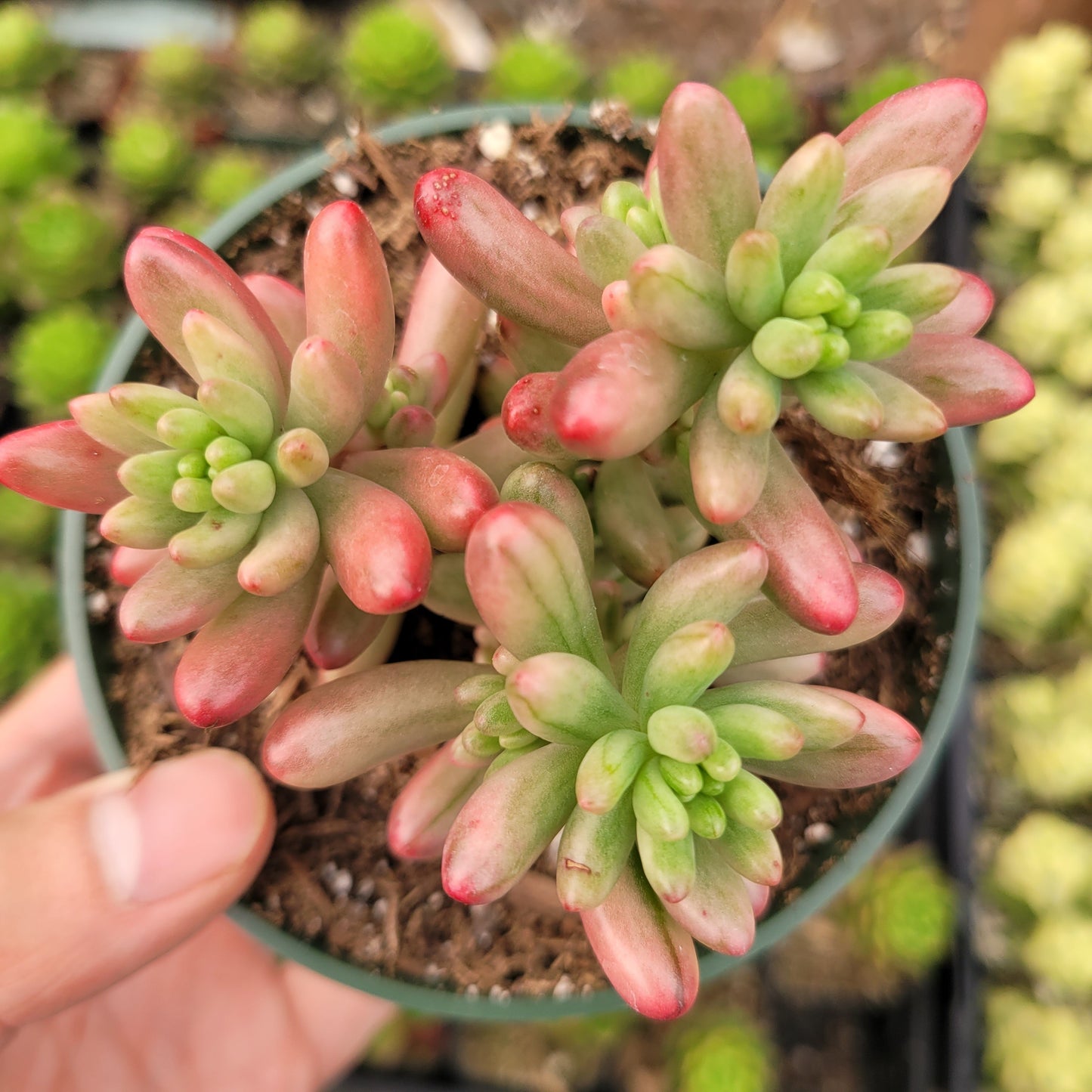 Sedum rubrotinctum 'Aurora' Pink Jelly Bean