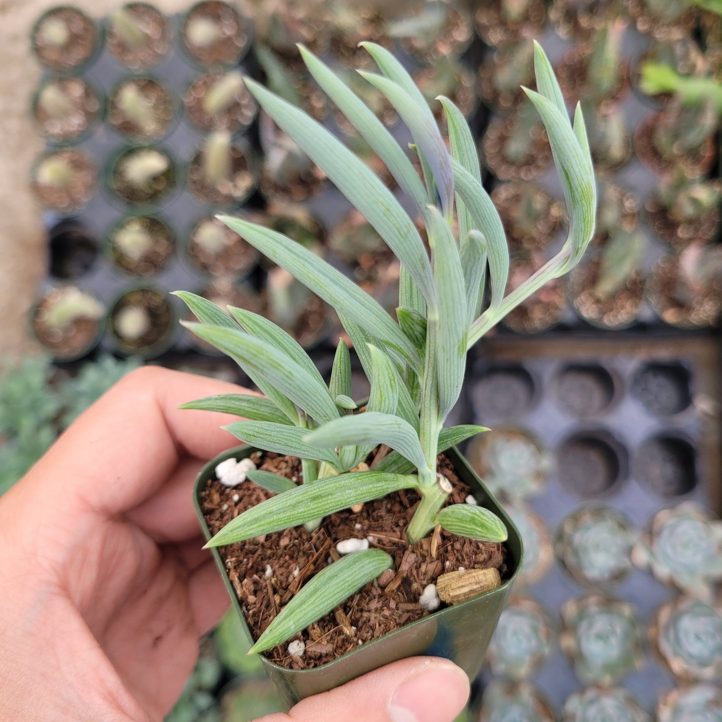 Senecio radicans Hybrid 'Fish Hooks'