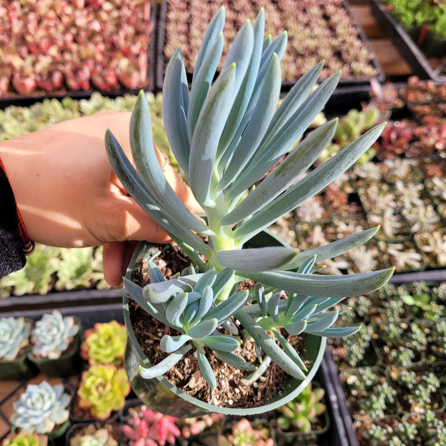 Senecio serpens 'Blue Chalk Sticks'