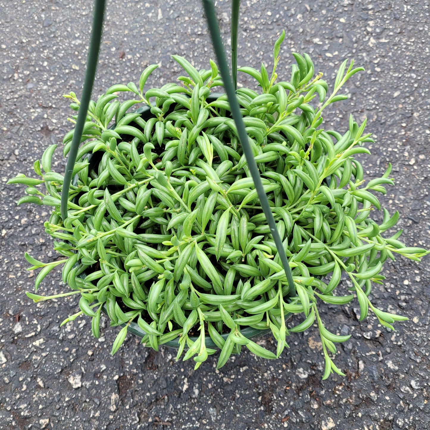 String of Bananas Senecio radicans