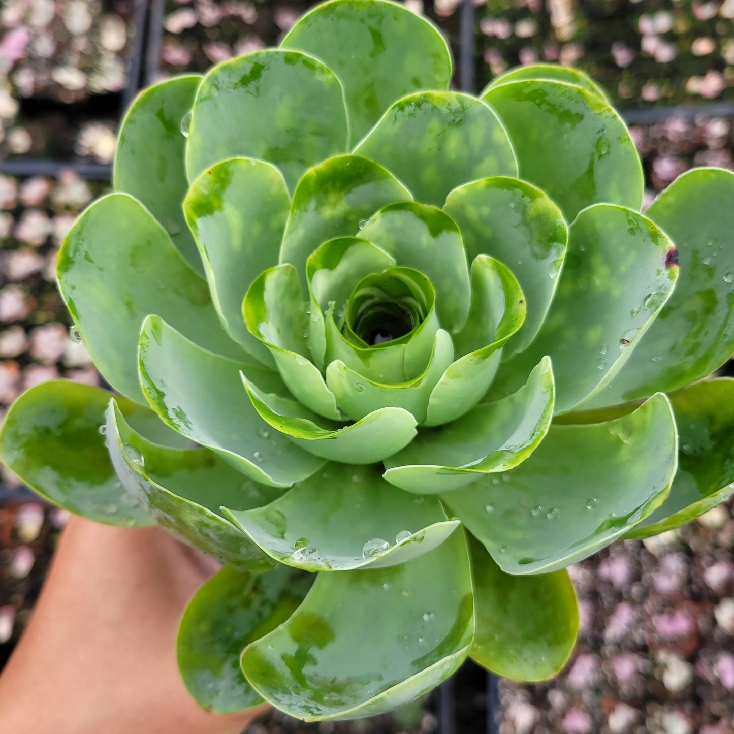 Greenovia aurea