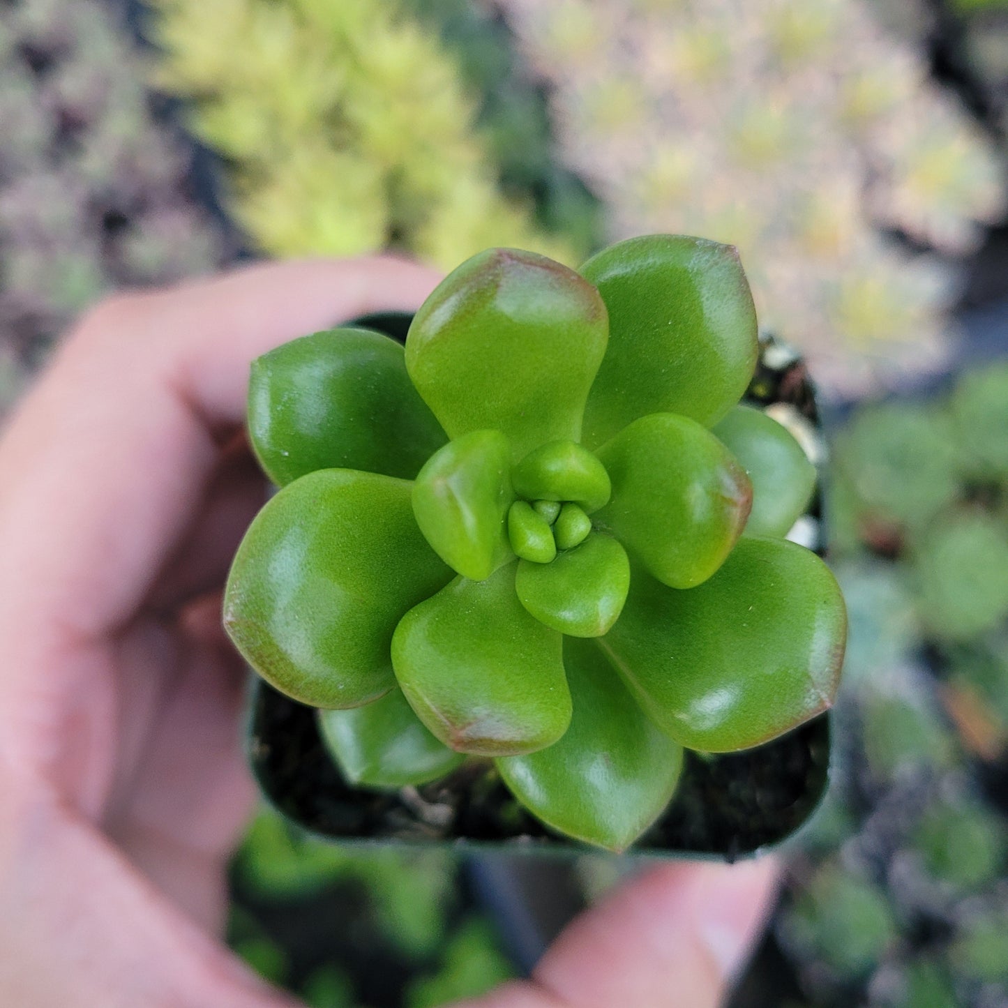 Sedum lucidum 'Obesum'