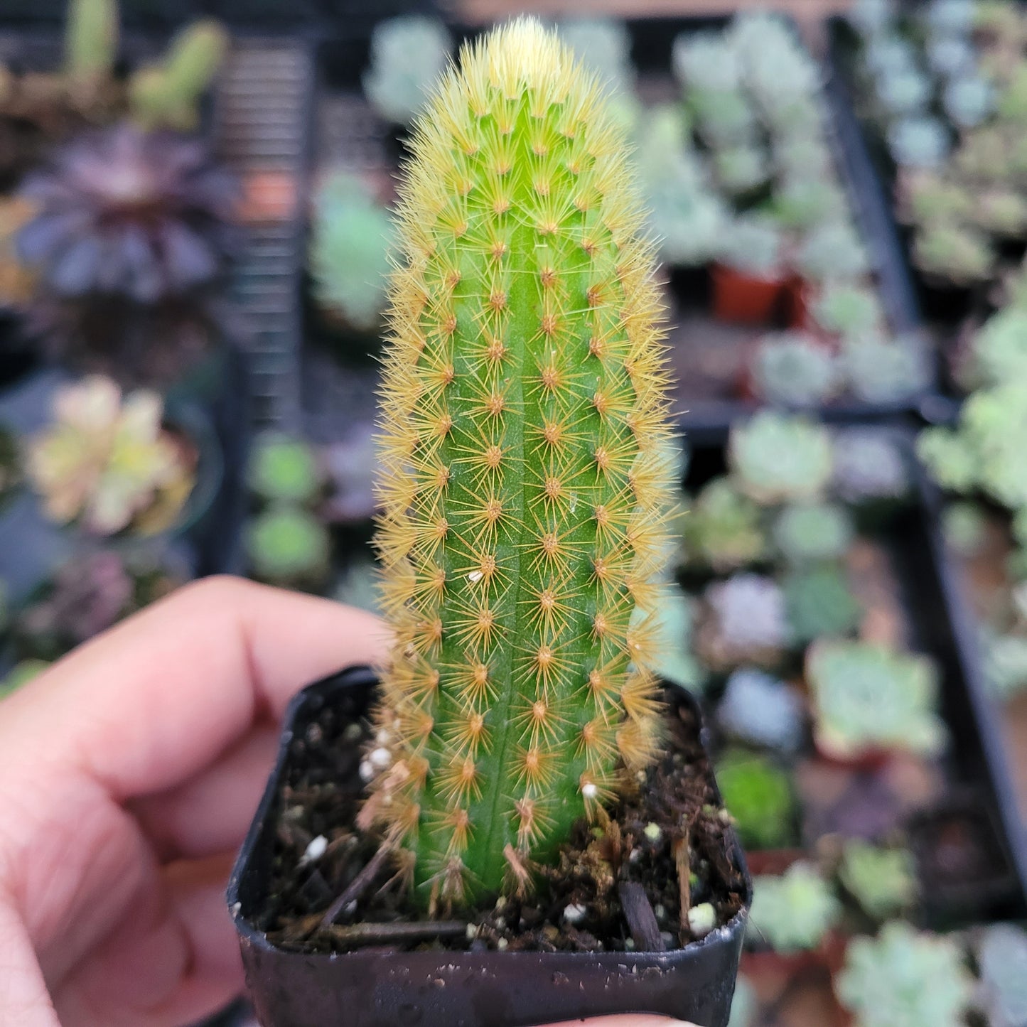 Cleistocactus winteri Golden Rat Tail
