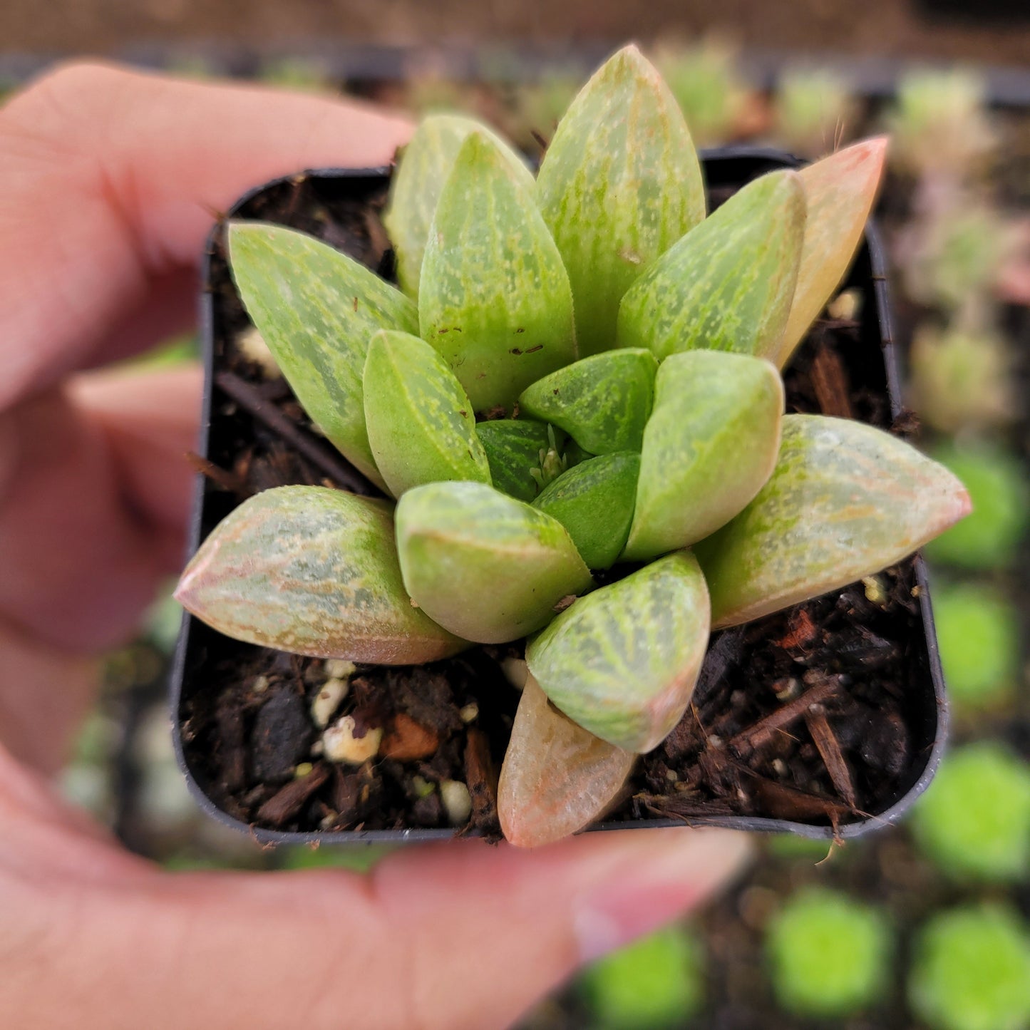 Haworthia turgida X