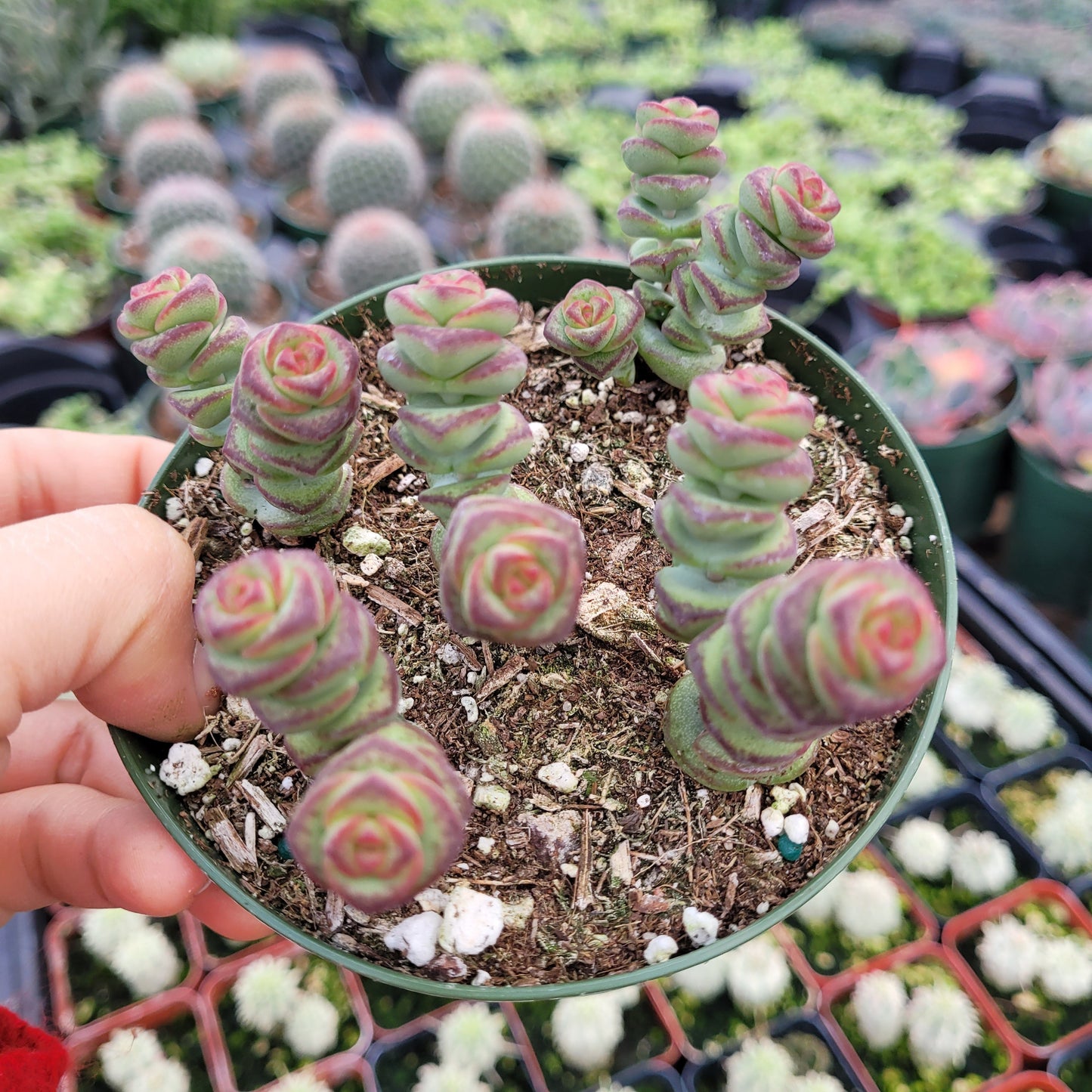 Crassula 'Baby's Necklace'