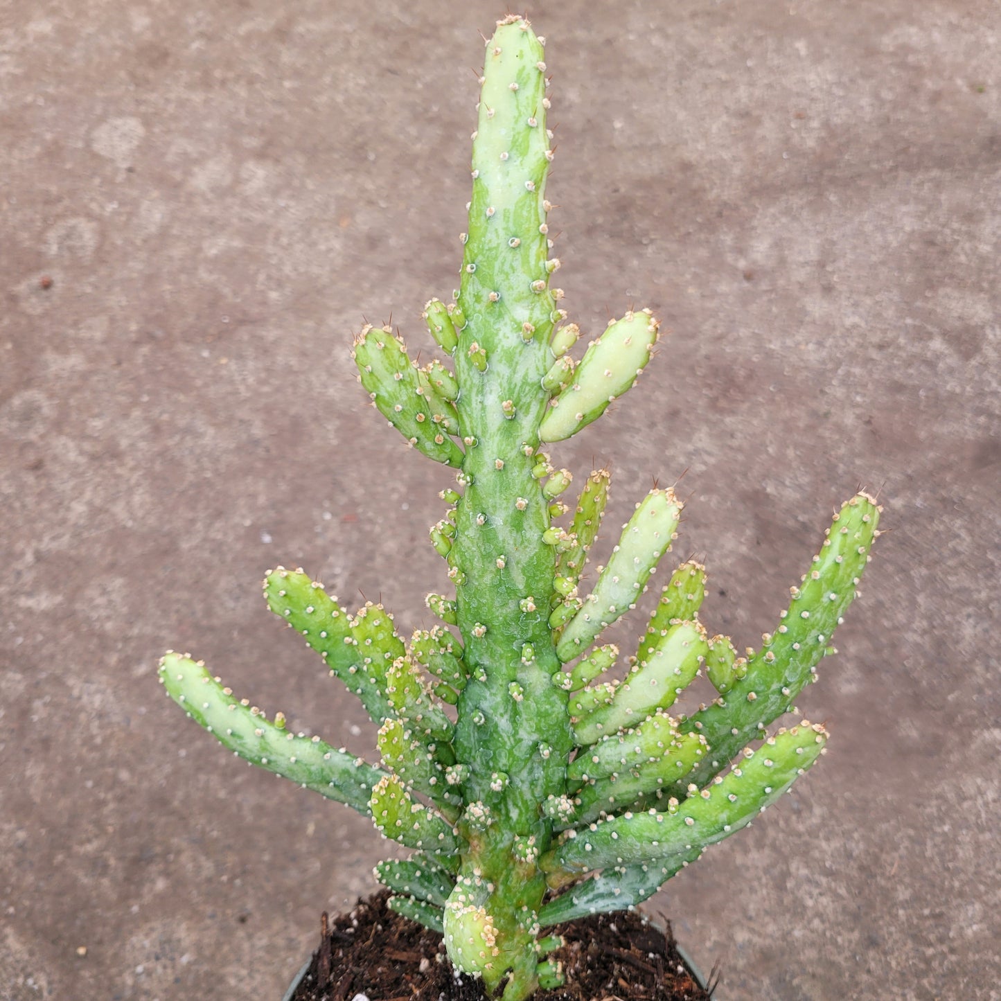 Opuntia monacantha variegata - Variegated Joseph's Coat