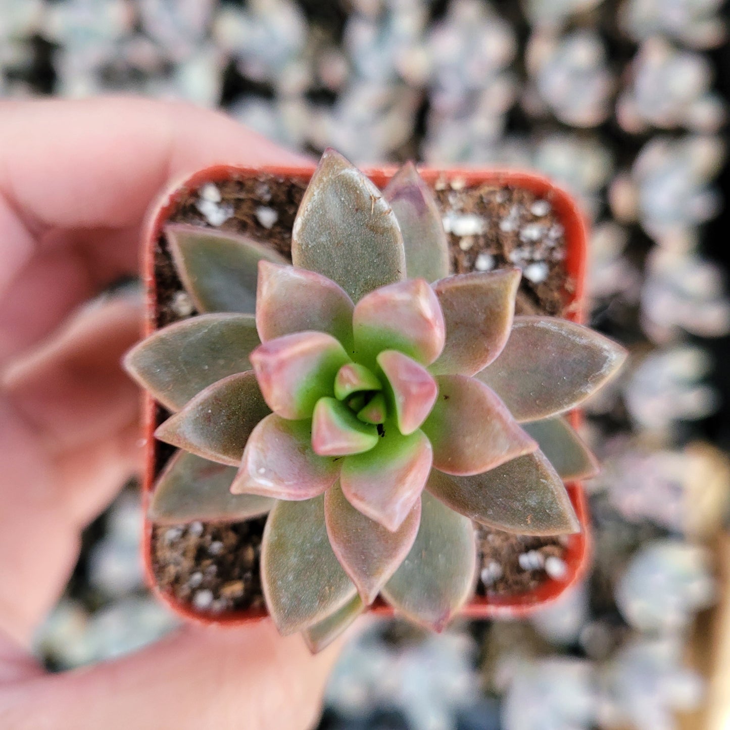 Graptosedum 'Alpenglow'