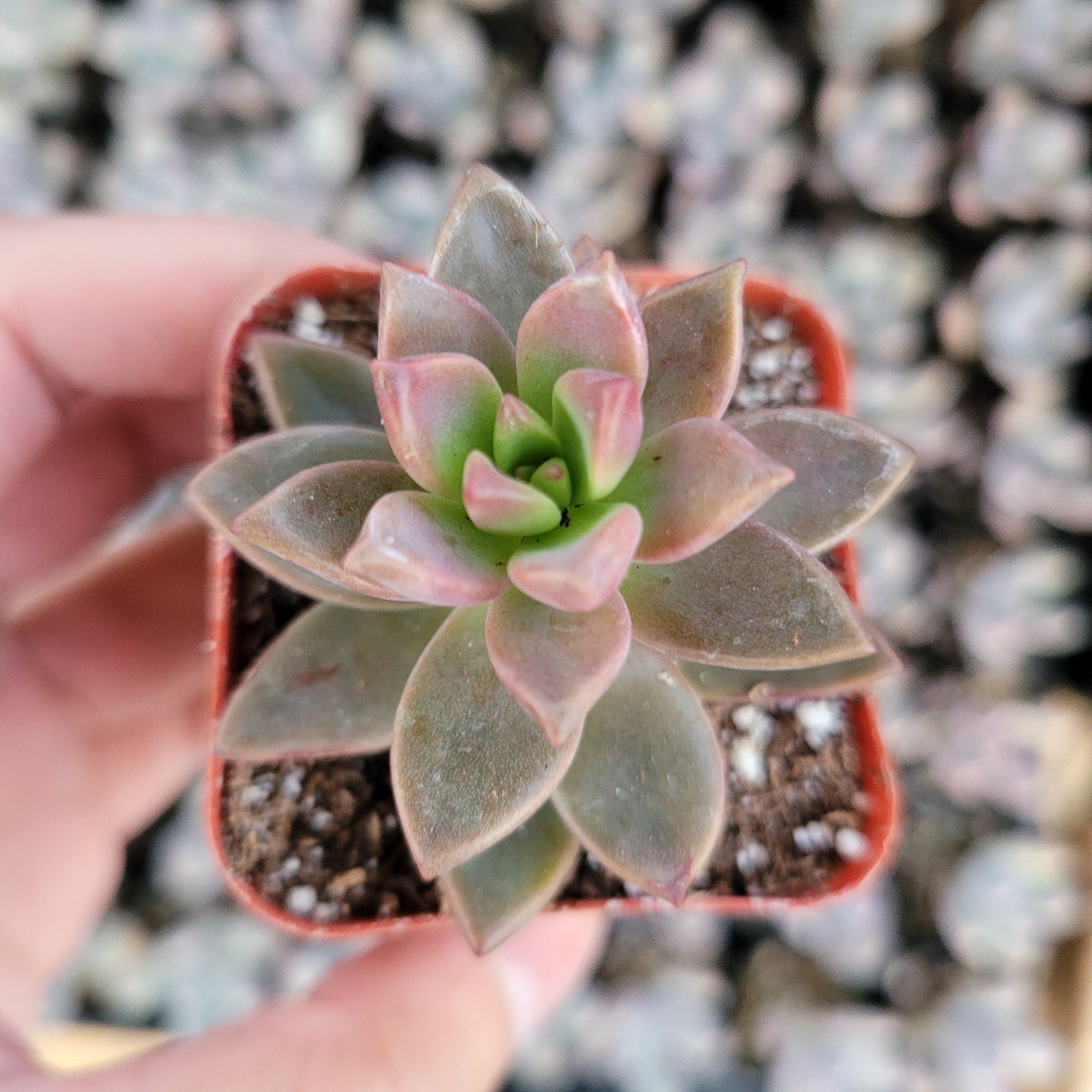 Graptosedum 'Alpenglow'