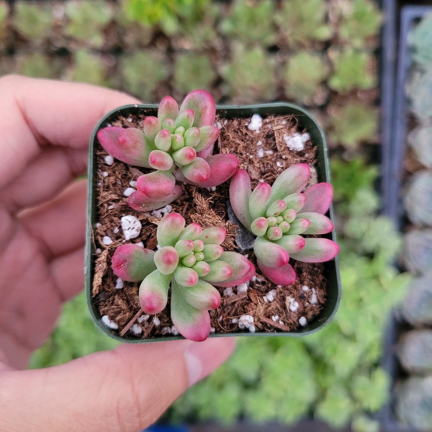 Sedum rubrotinctum 'Aurora' Pink Jelly Bean